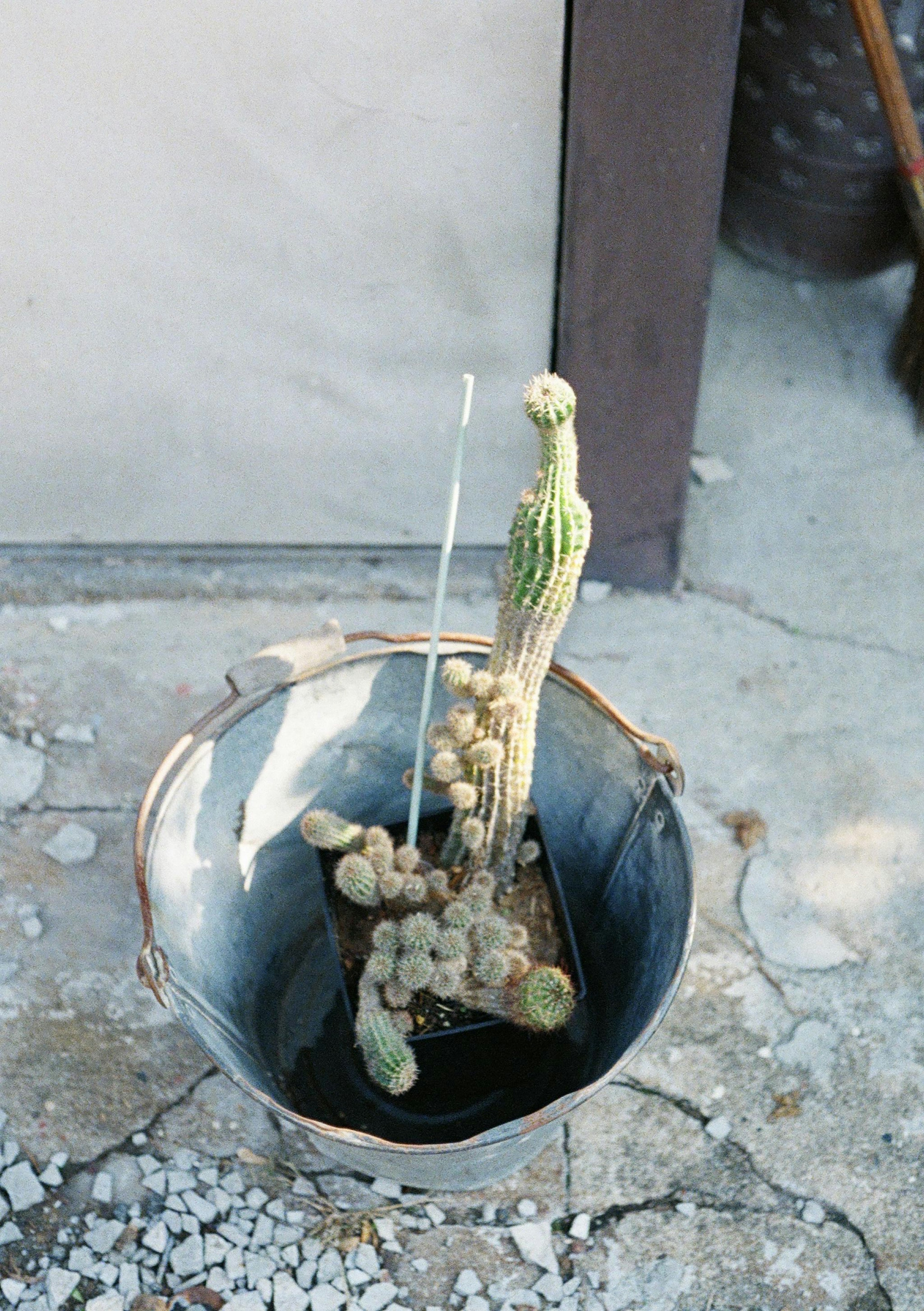 鉢植えのサボテンが特徴的な画像で背景には壁が見える