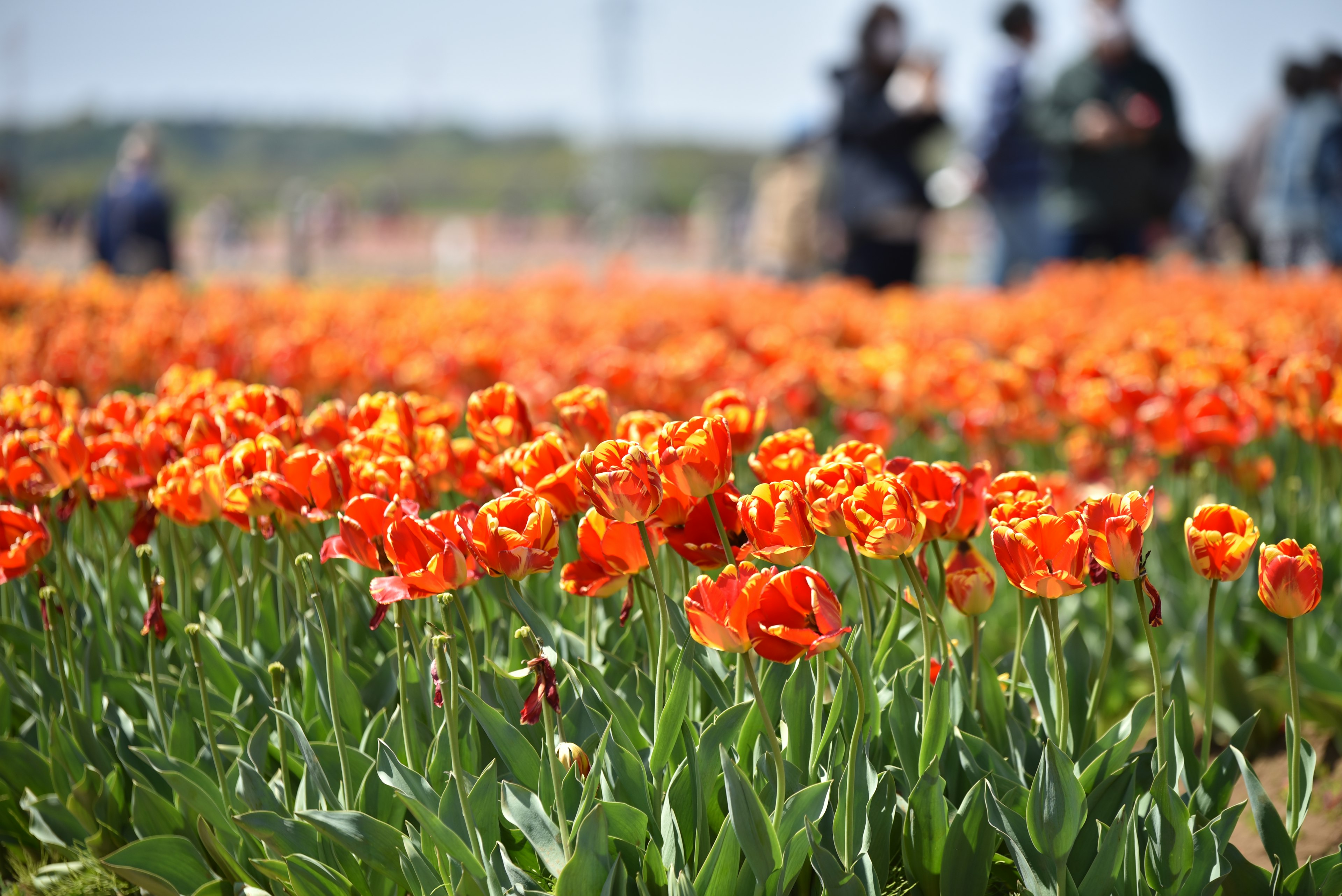 Những bông tulip màu cam rực rỡ nở trong một cánh đồng hoa với du khách ở phía sau