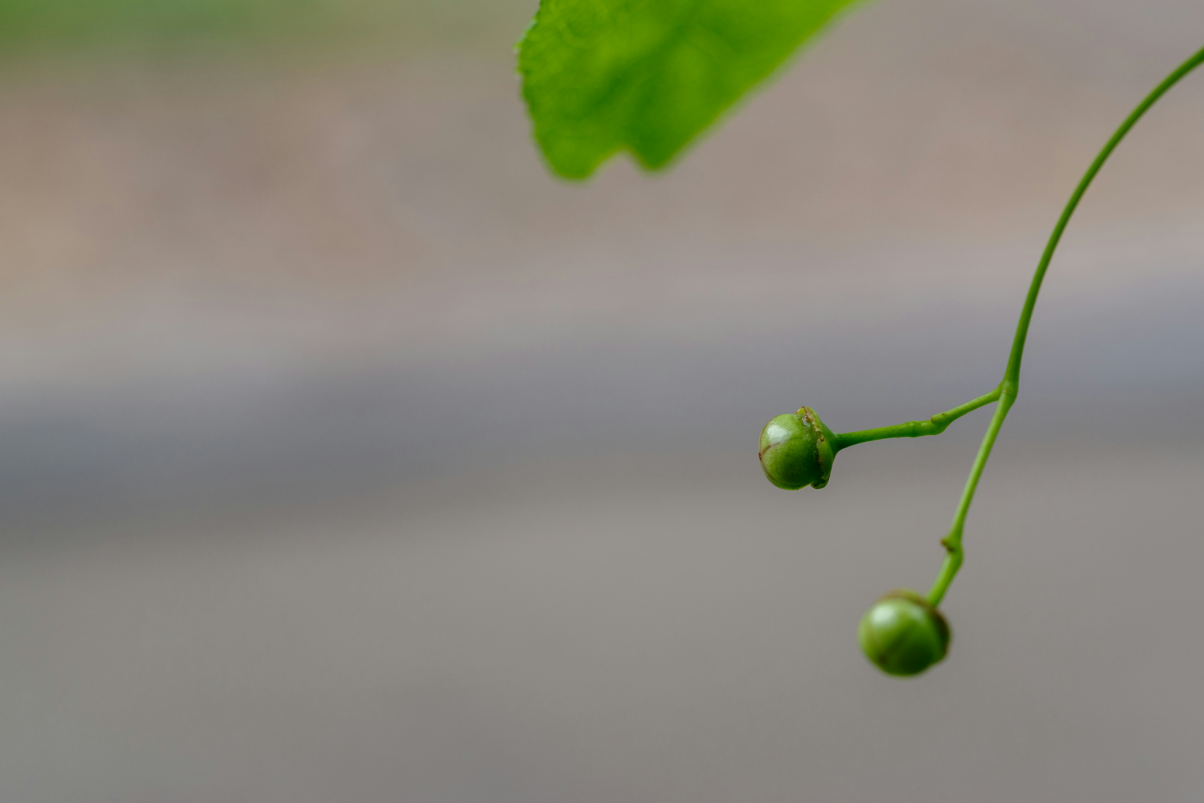 Batang tipis dengan buah hijau dan daun