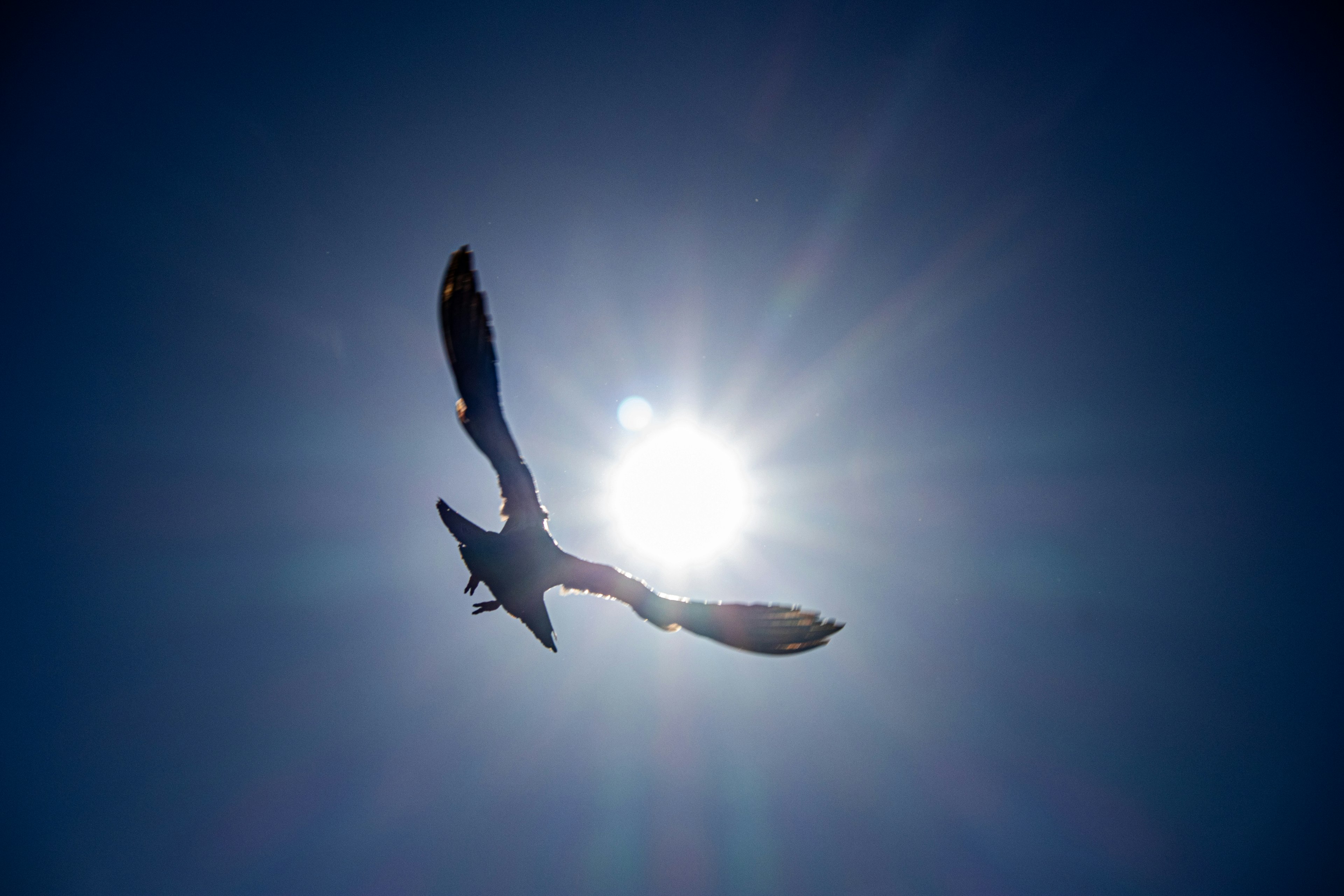 空を飛ぶ鳥のシルエットと太陽の輝き