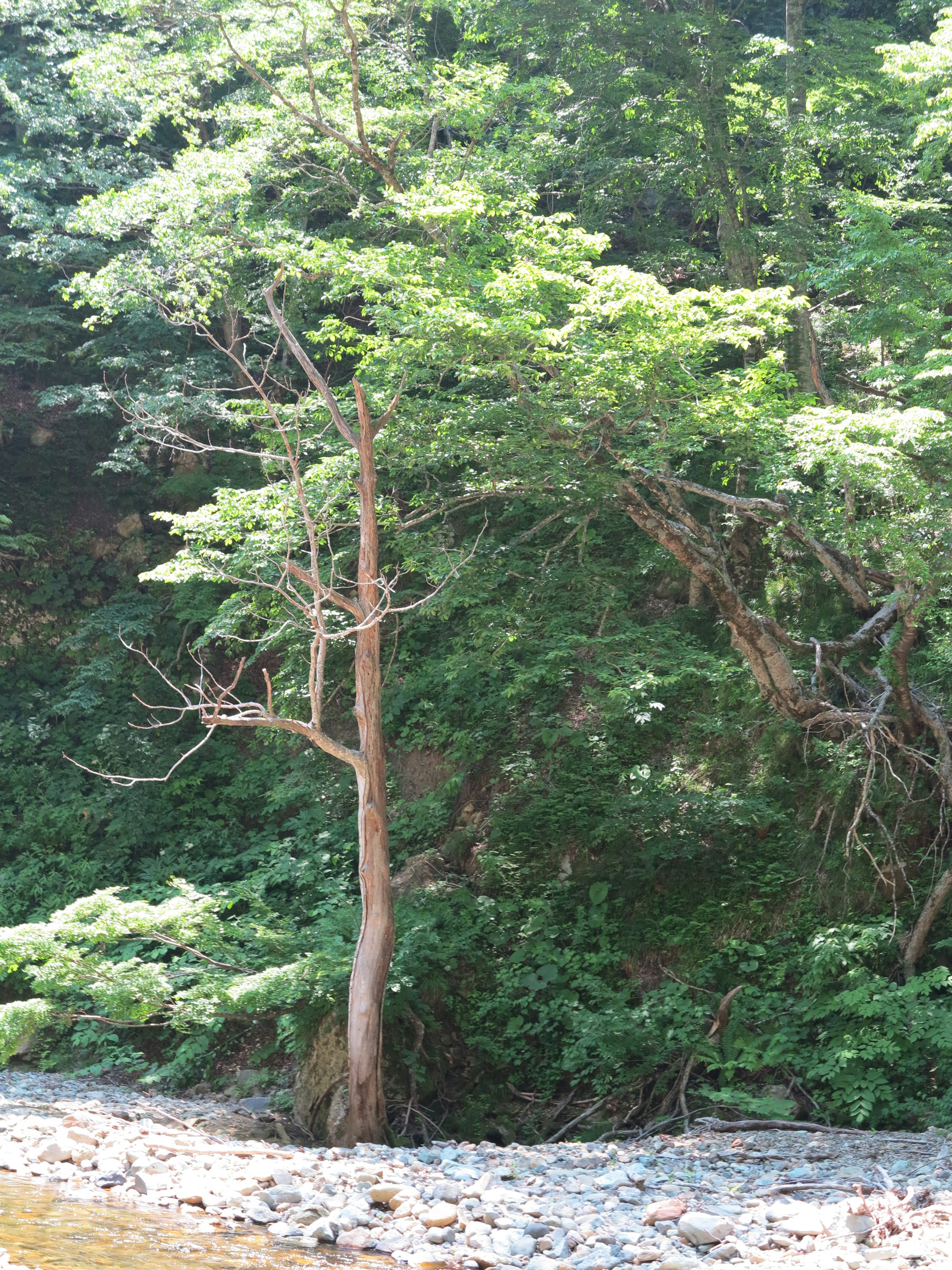 A slender tree standing amidst lush greenery and surrounding rocks