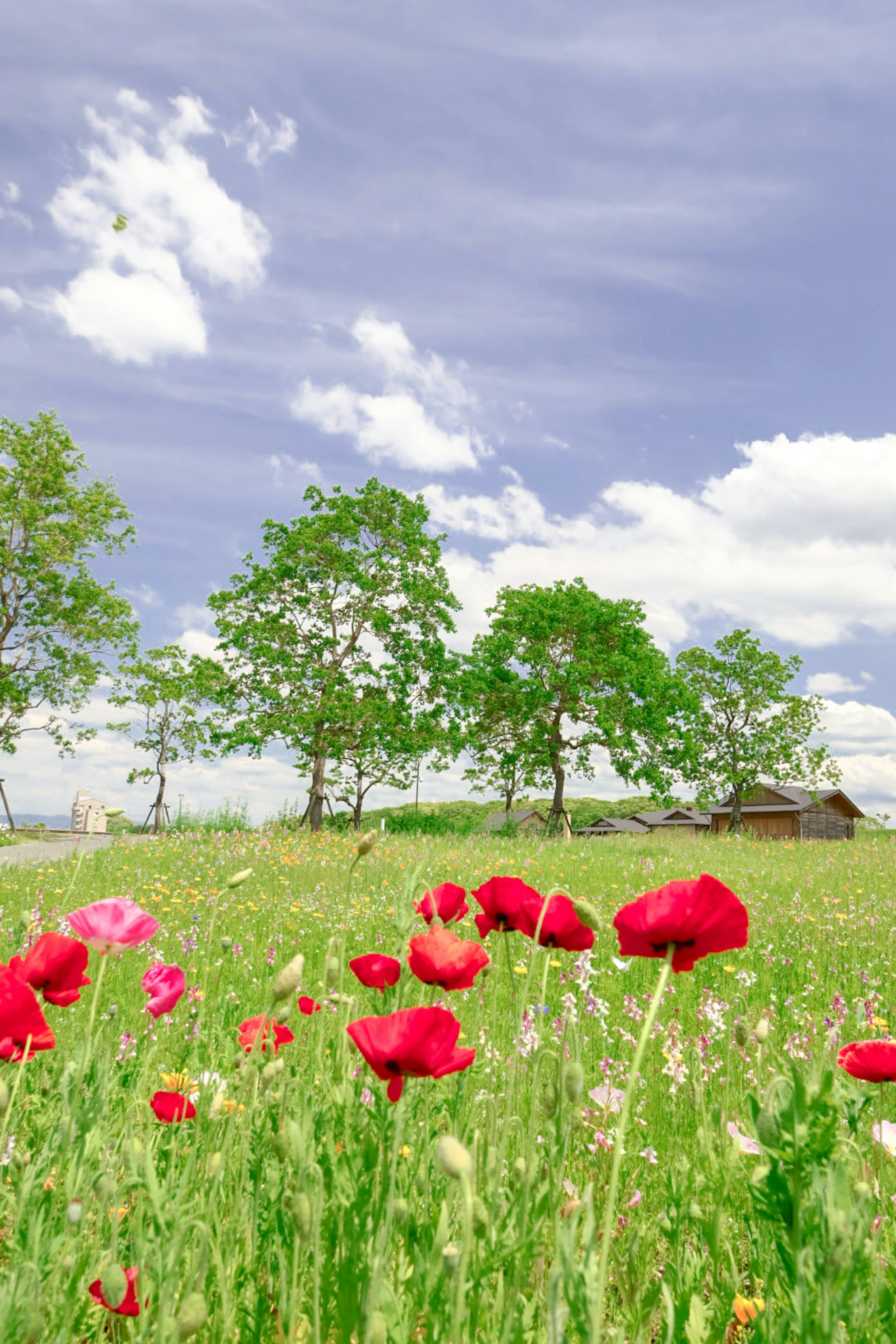 青空の下に広がる色とりどりの花々と緑の木々