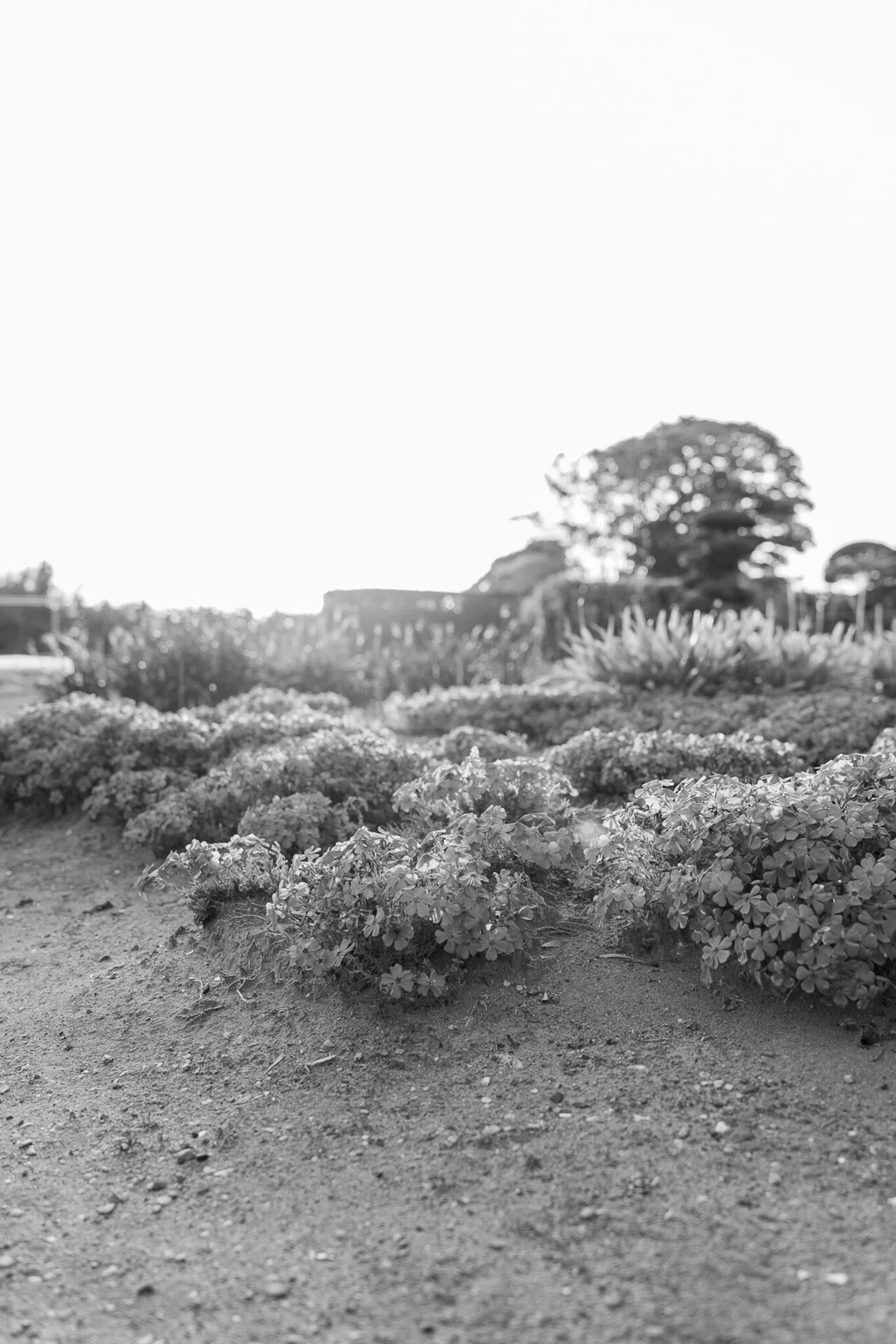 Escena de jardín en blanco y negro con flores en flor y árboles