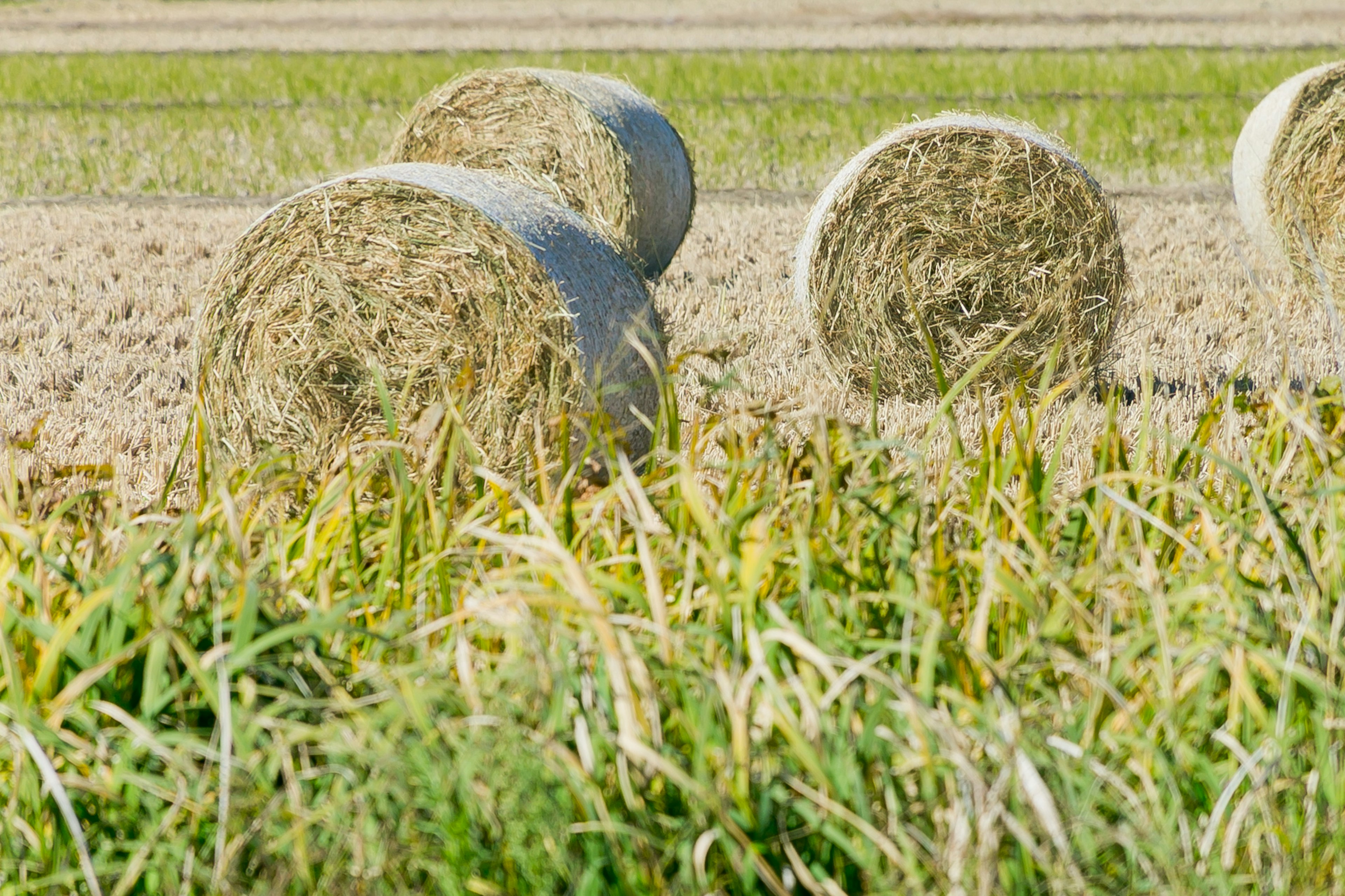 Rotoli di fieno in un campo di riso