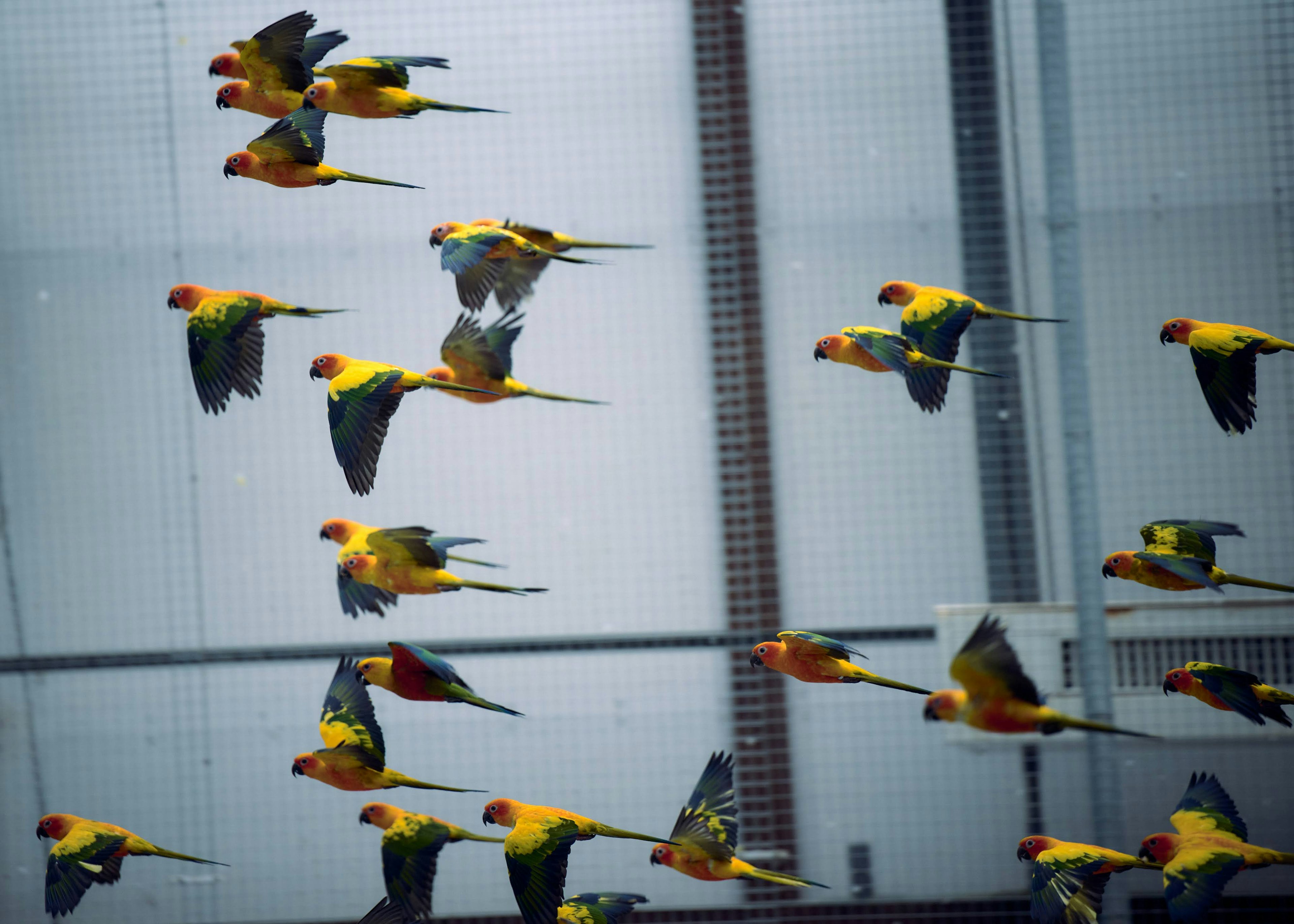 Des perroquets colorés volant dans les airs