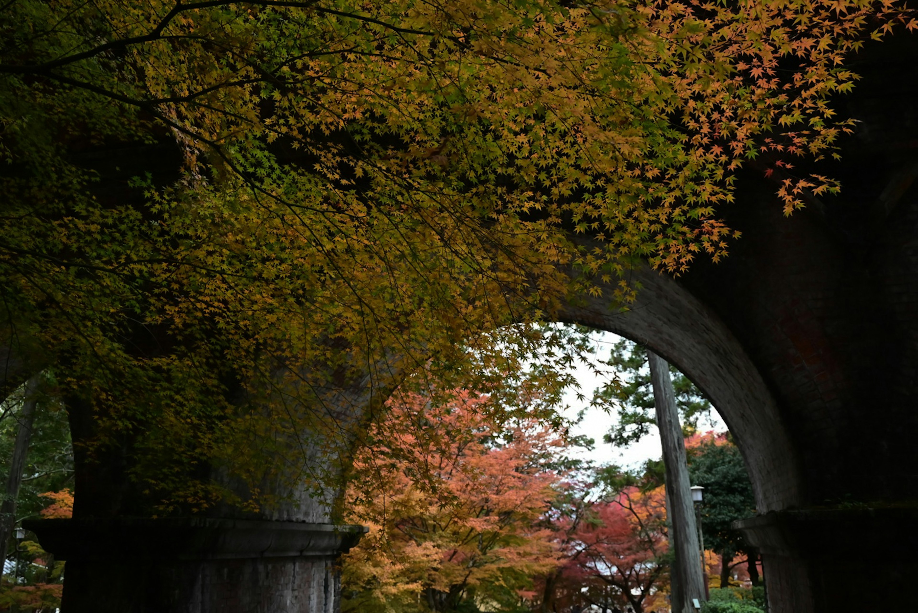 色とりどりの秋の葉が覆うアーチ型の構造物の下から見上げる景色