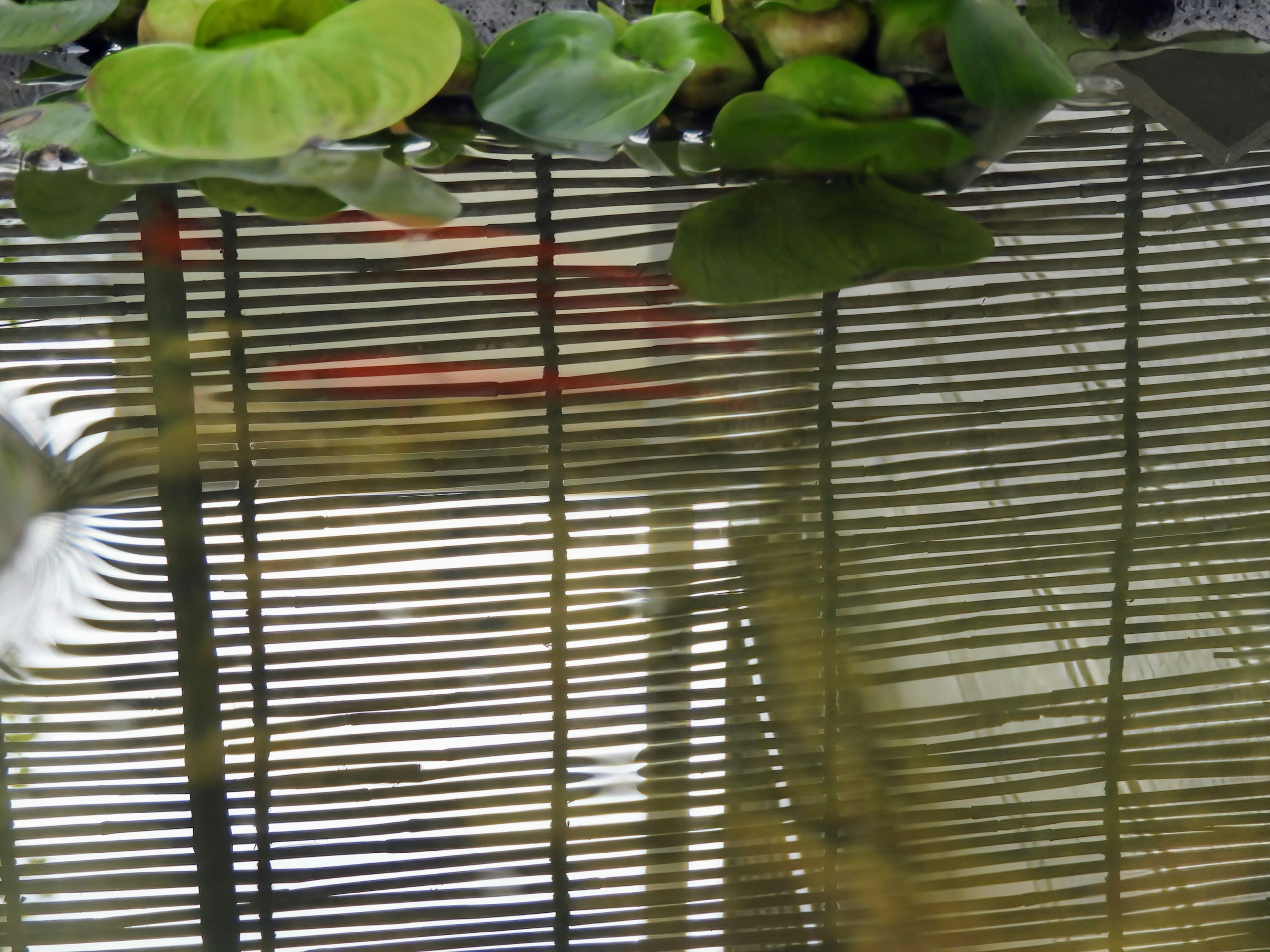 A pond scene featuring lily pads and reflections of a grid pattern on the water surface