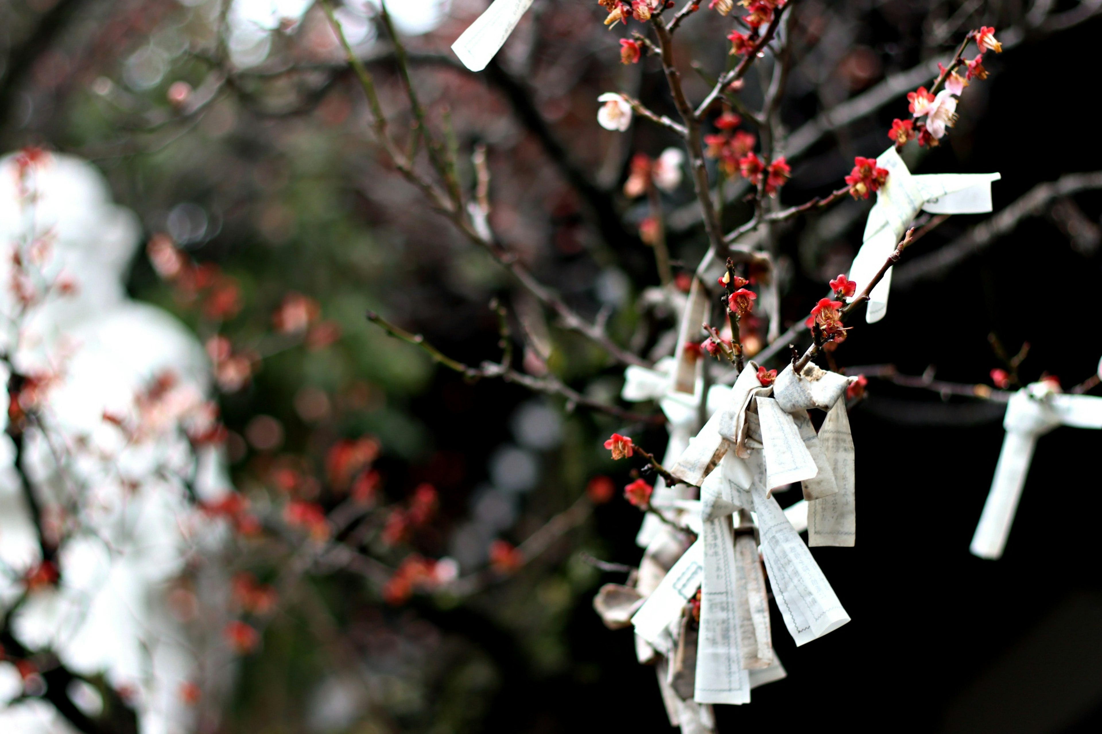 Rami di un albero di prugno decorati con omikuji bianchi e fiori