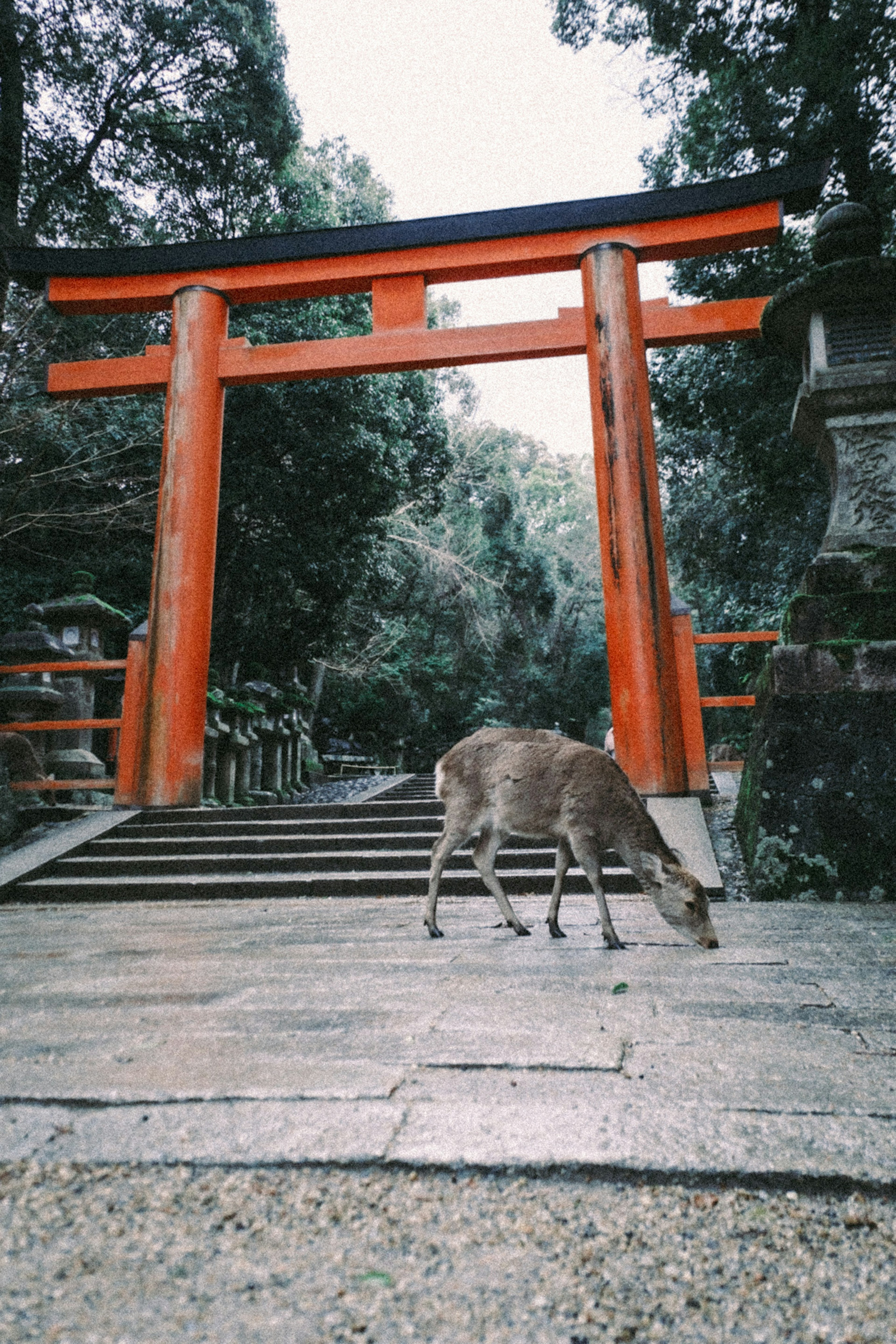 Un cerf broutant devant un portail torii orange vif