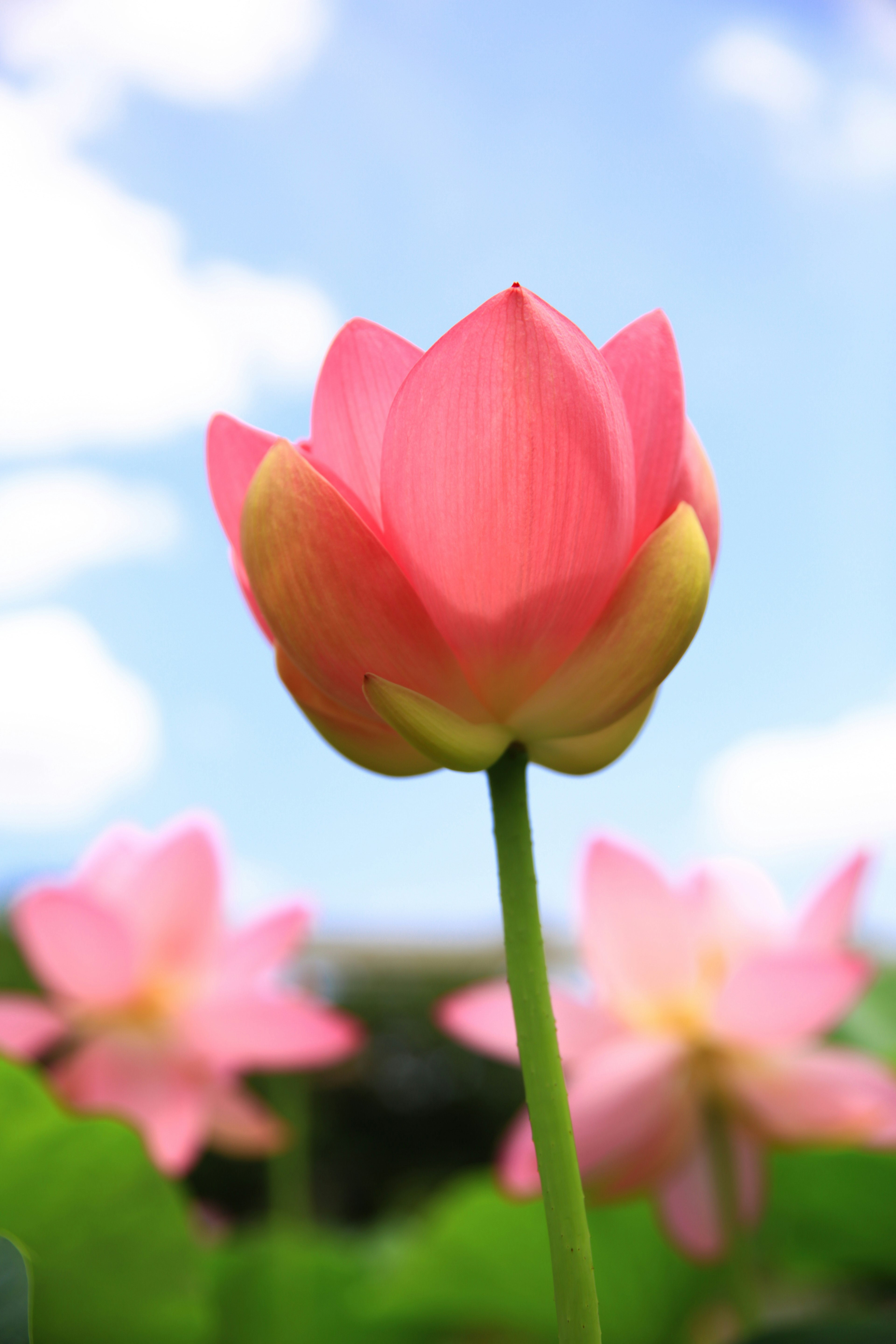 Beautiful lotus flower blooming against a blue sky