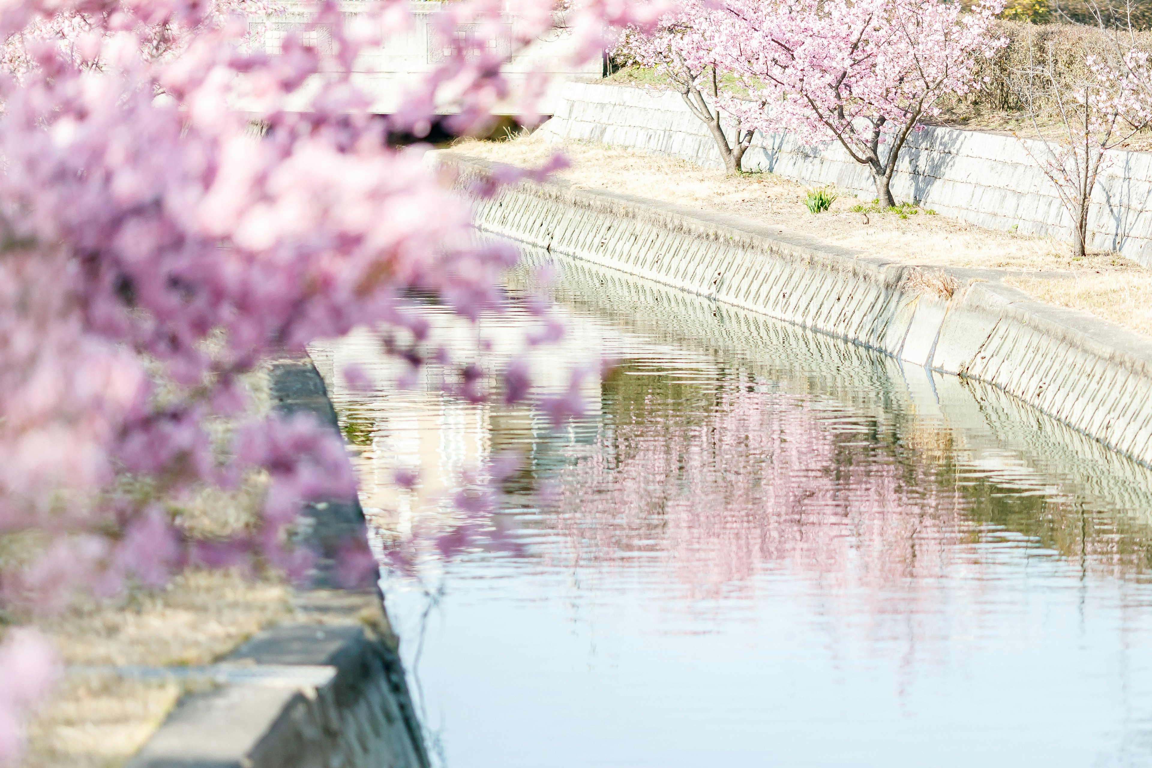 Alberi di ciliegio in fiore con fiori rosa che si riflettono in un canale d'acqua tranquilla