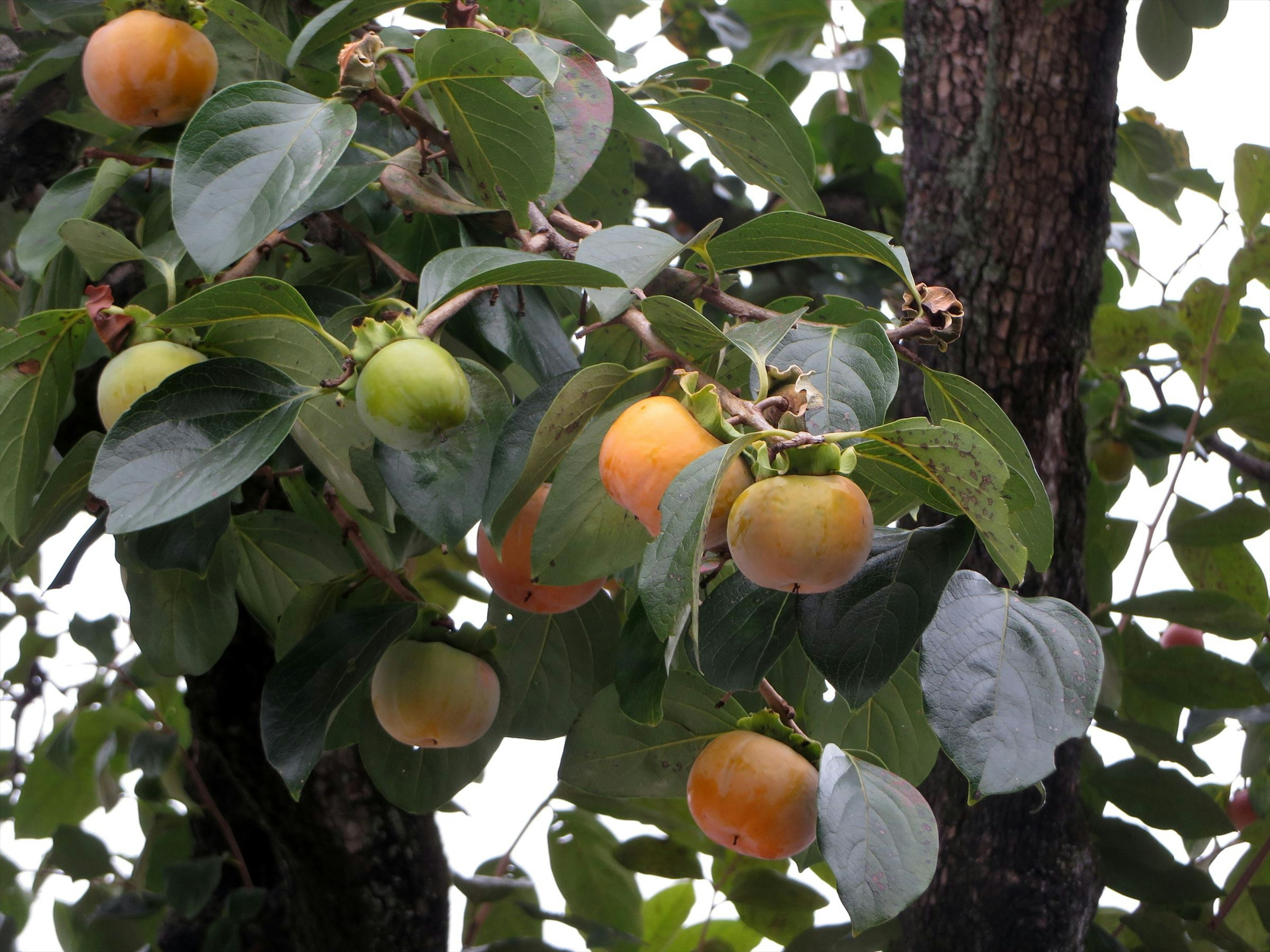 Persimmon fruits hanging on a branch with green leaves