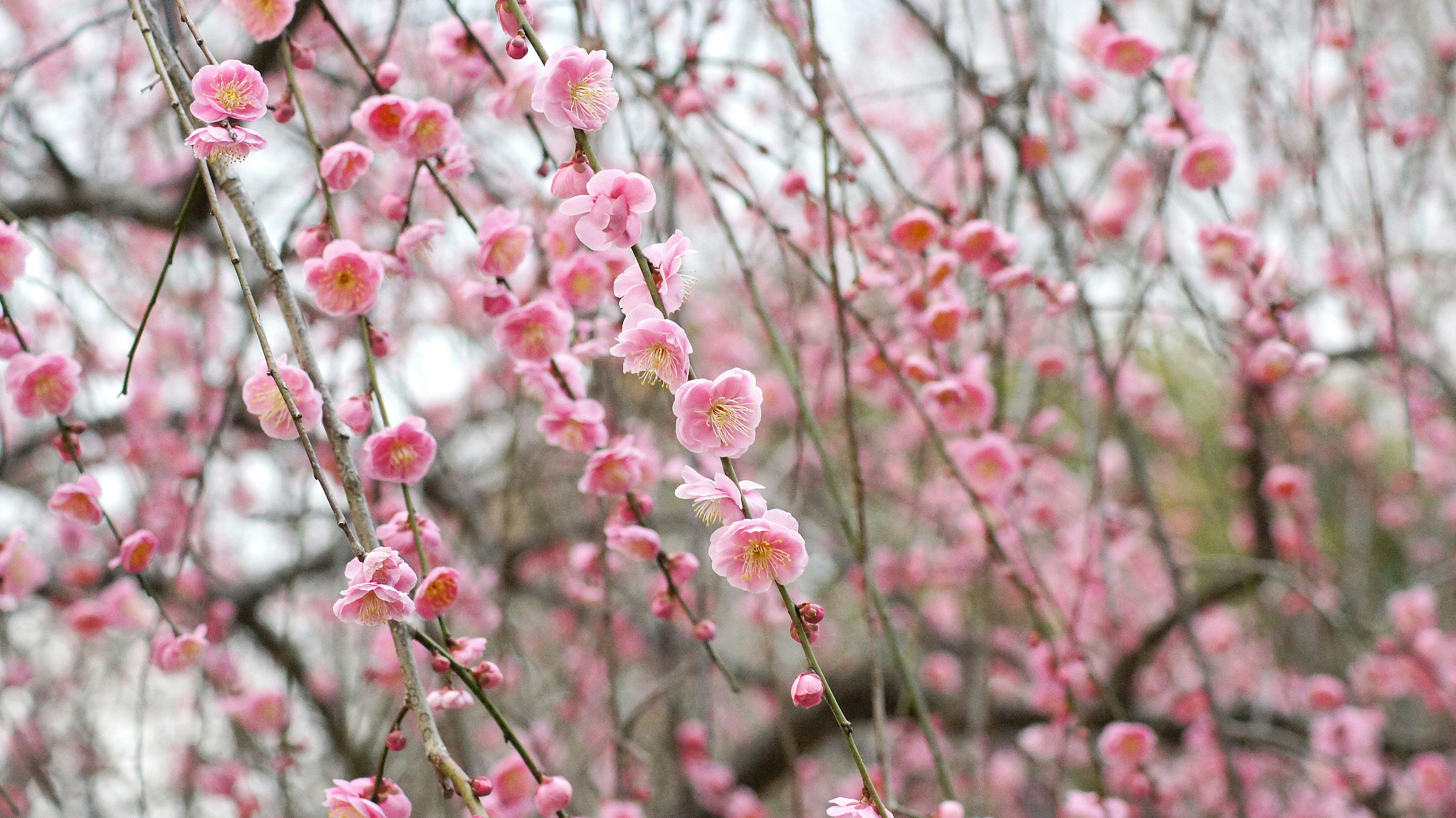 樱花盛开的树枝特写