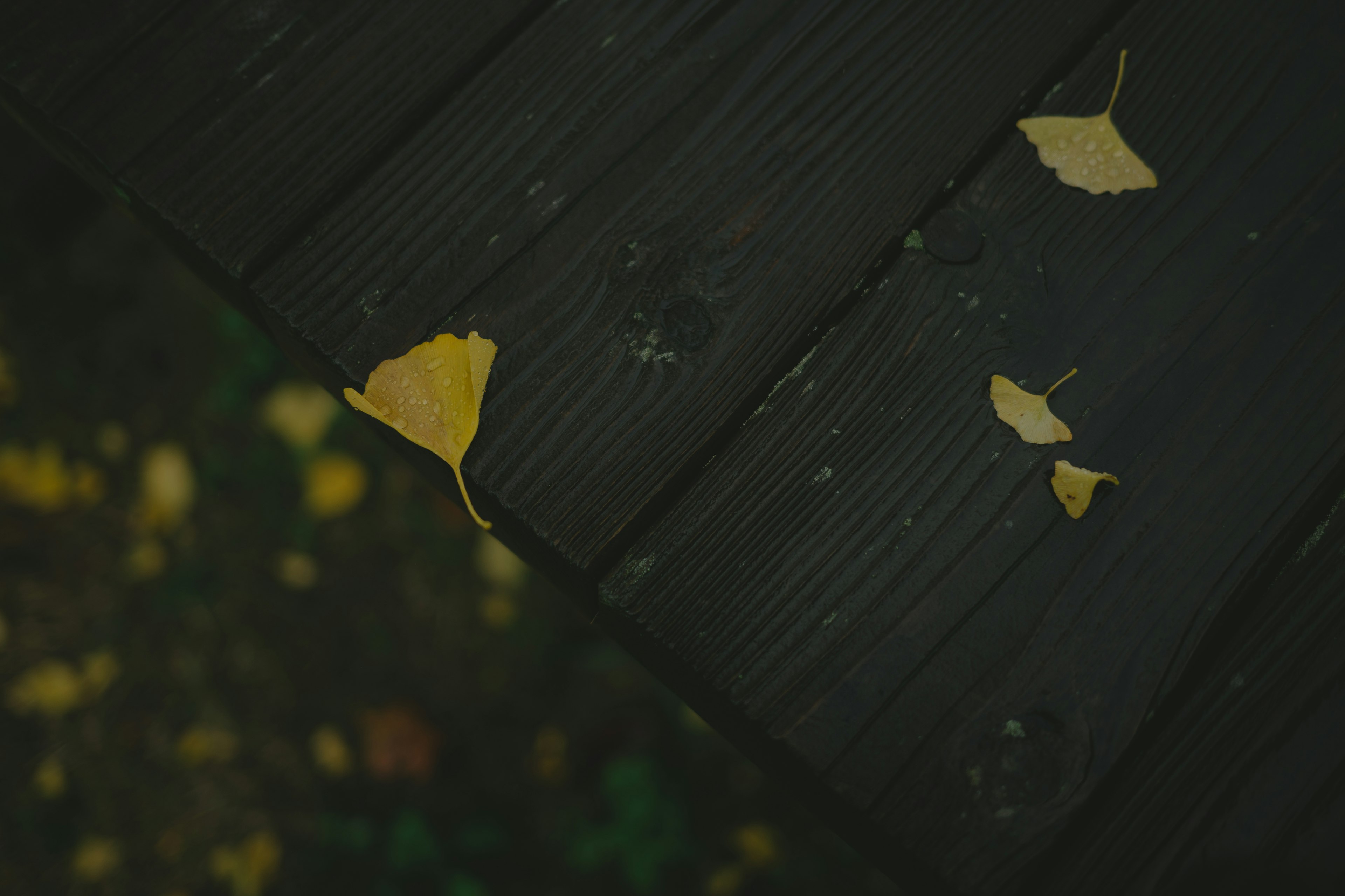 Feuilles jaunes éparpillées sur des planches en bois foncé