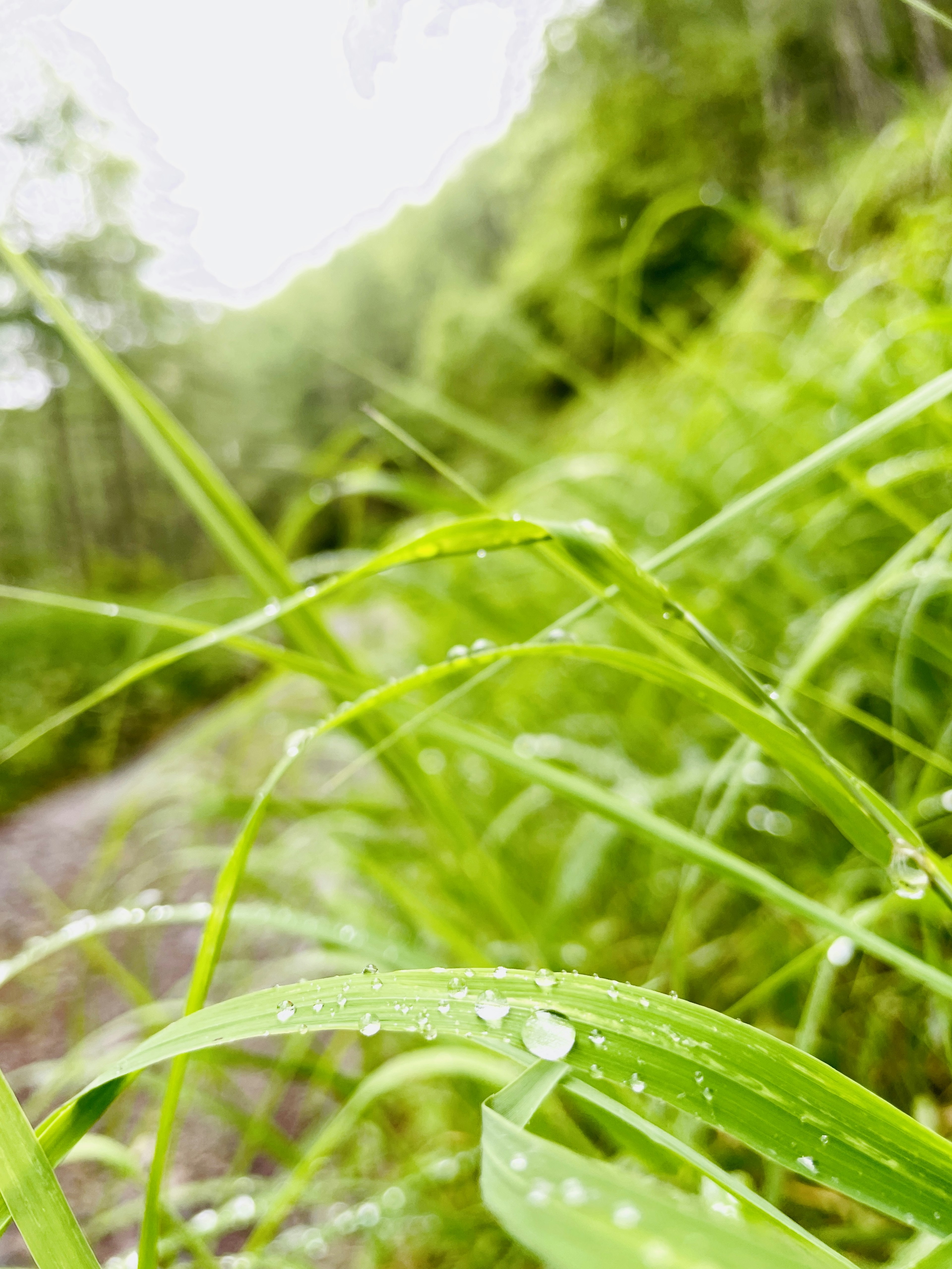 Primer plano de hierba verde con gotas de lluvia y fondo de bosque borroso