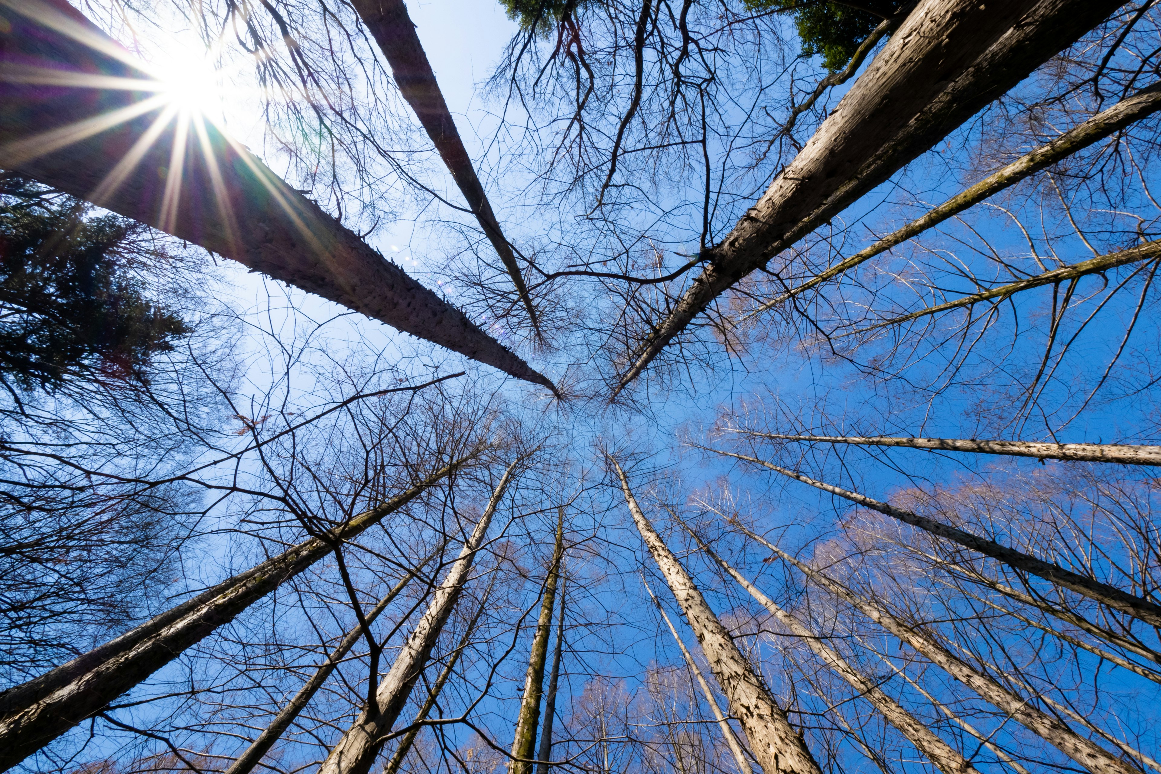 Árboles altos que se irradian hacia arriba contra un cielo azul claro