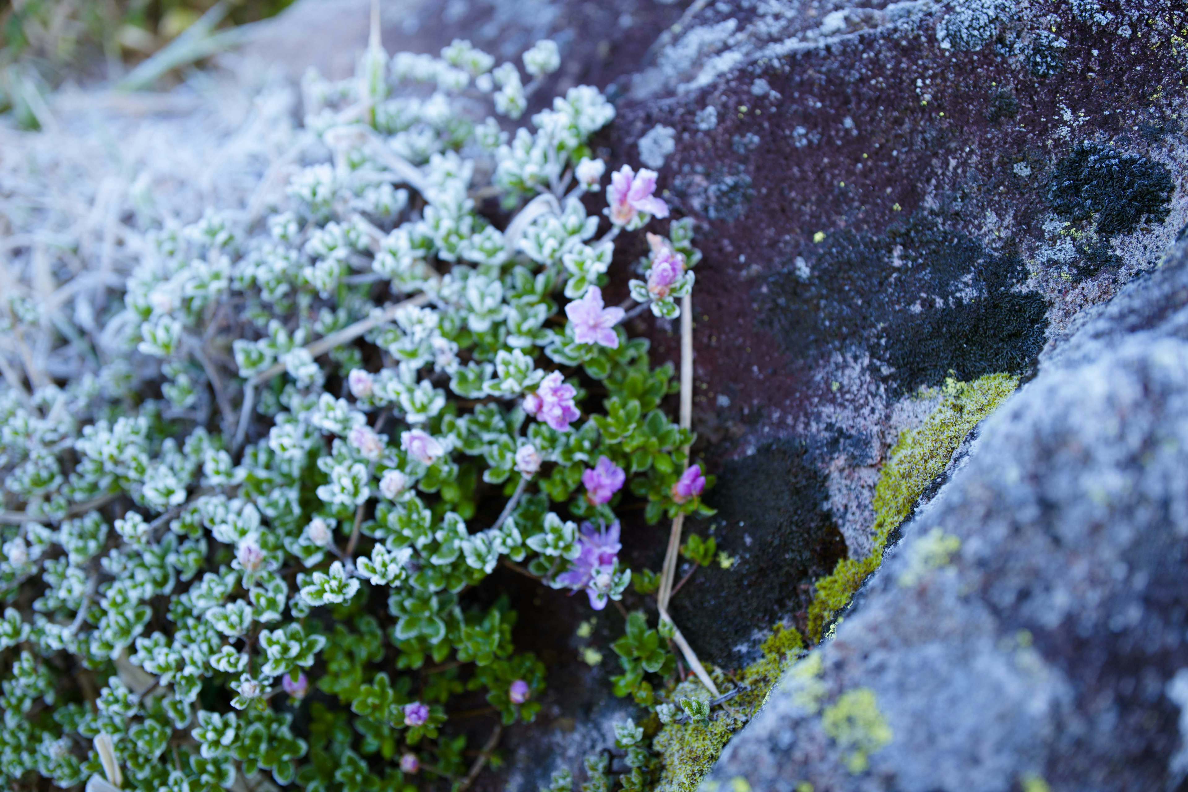 岩に生える小さな花と緑の植物のクローズアップ