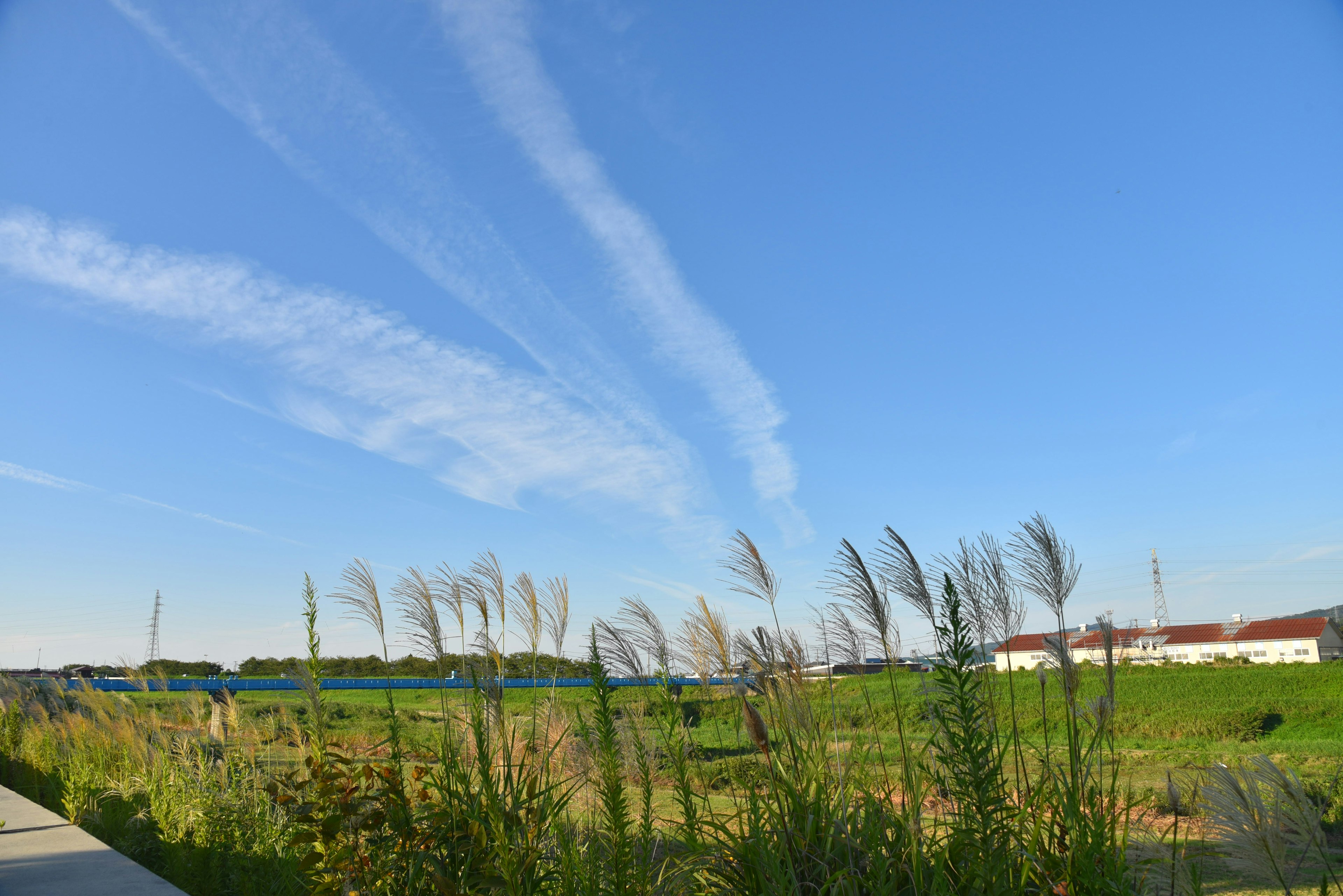 青空と雲が広がる風景に揺れる草原