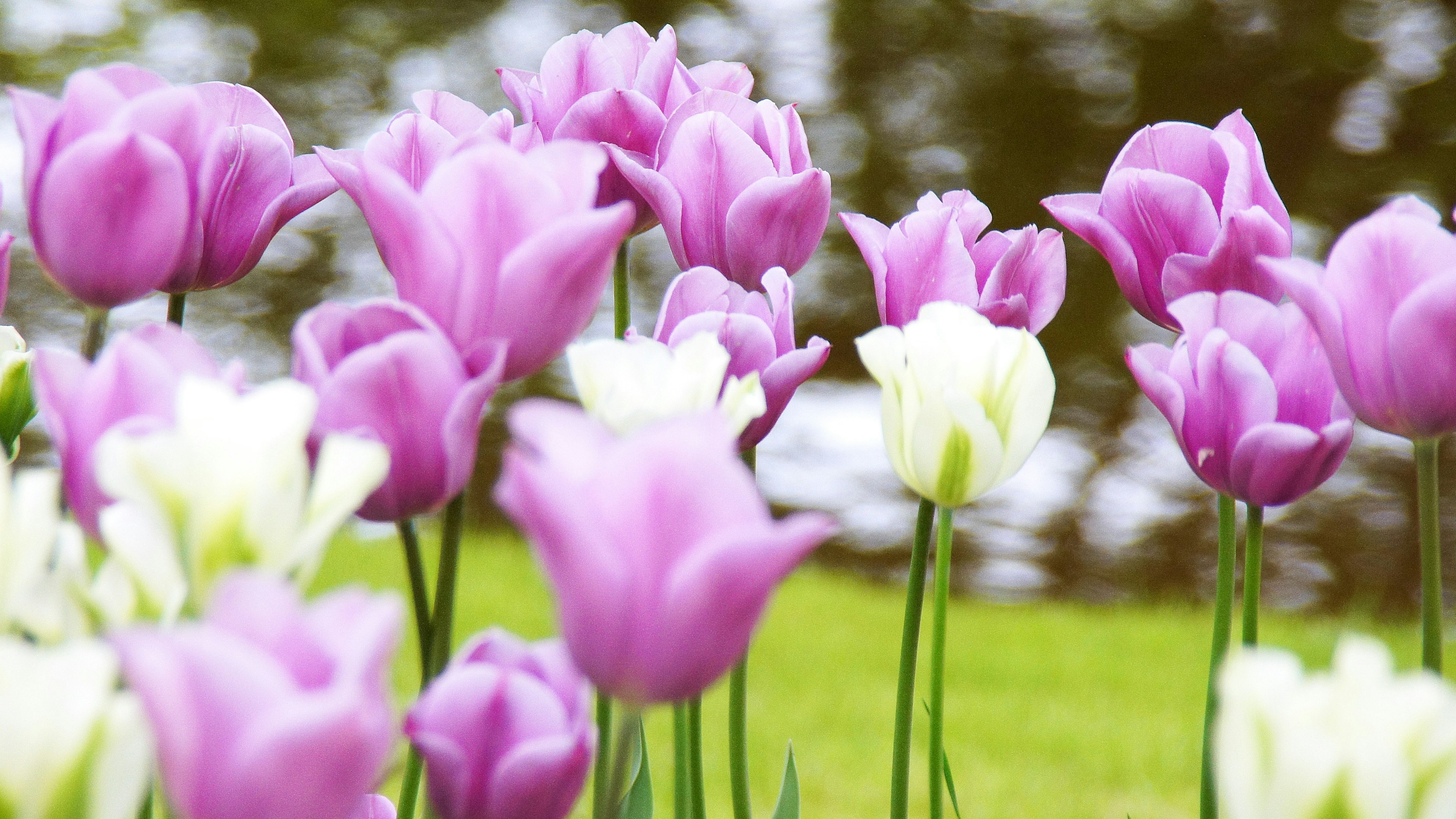 Des tulipes colorées en fleurs dans un paysage pittoresque