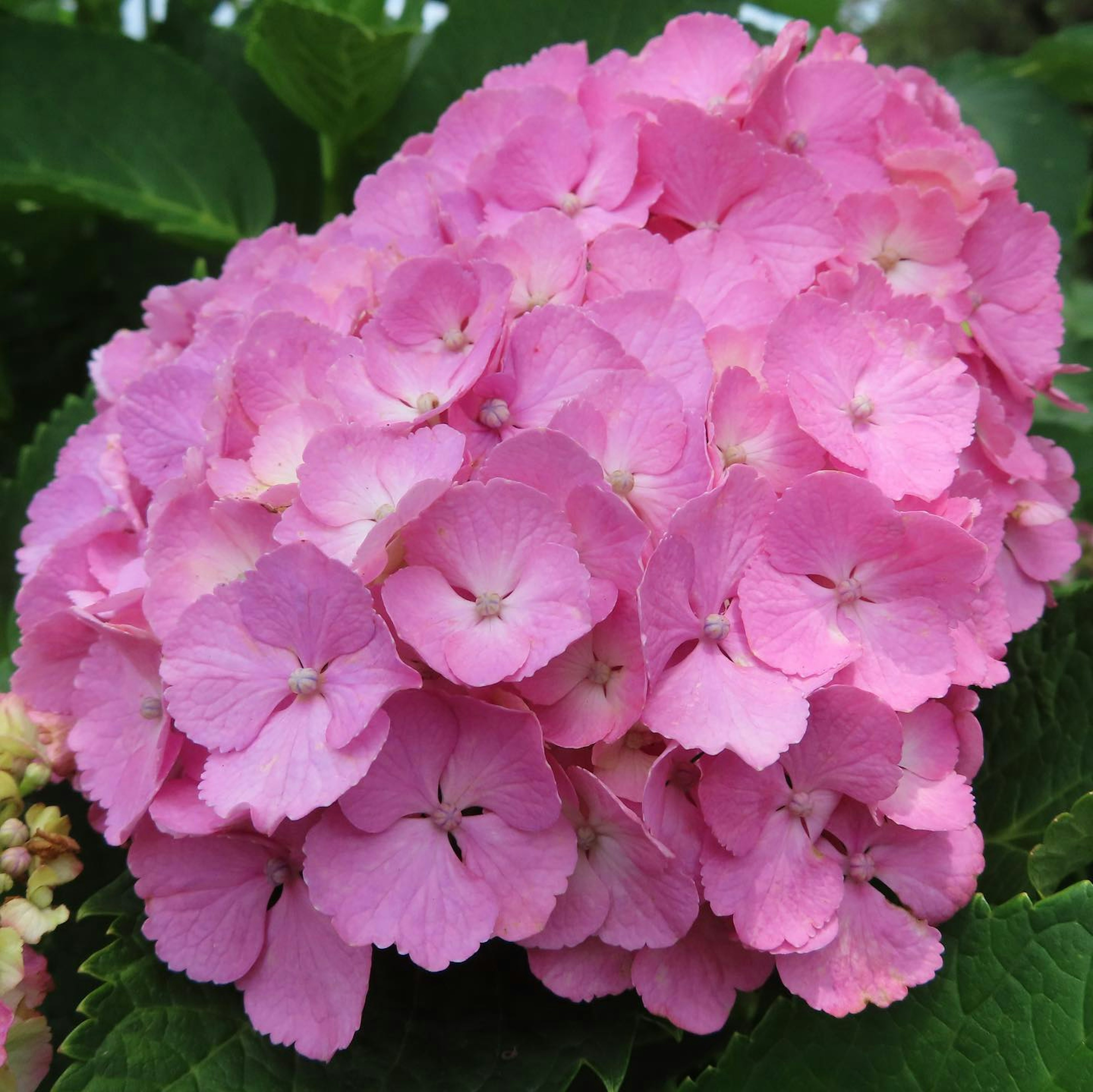 Racimo de flores de hortensia rosa floreciendo