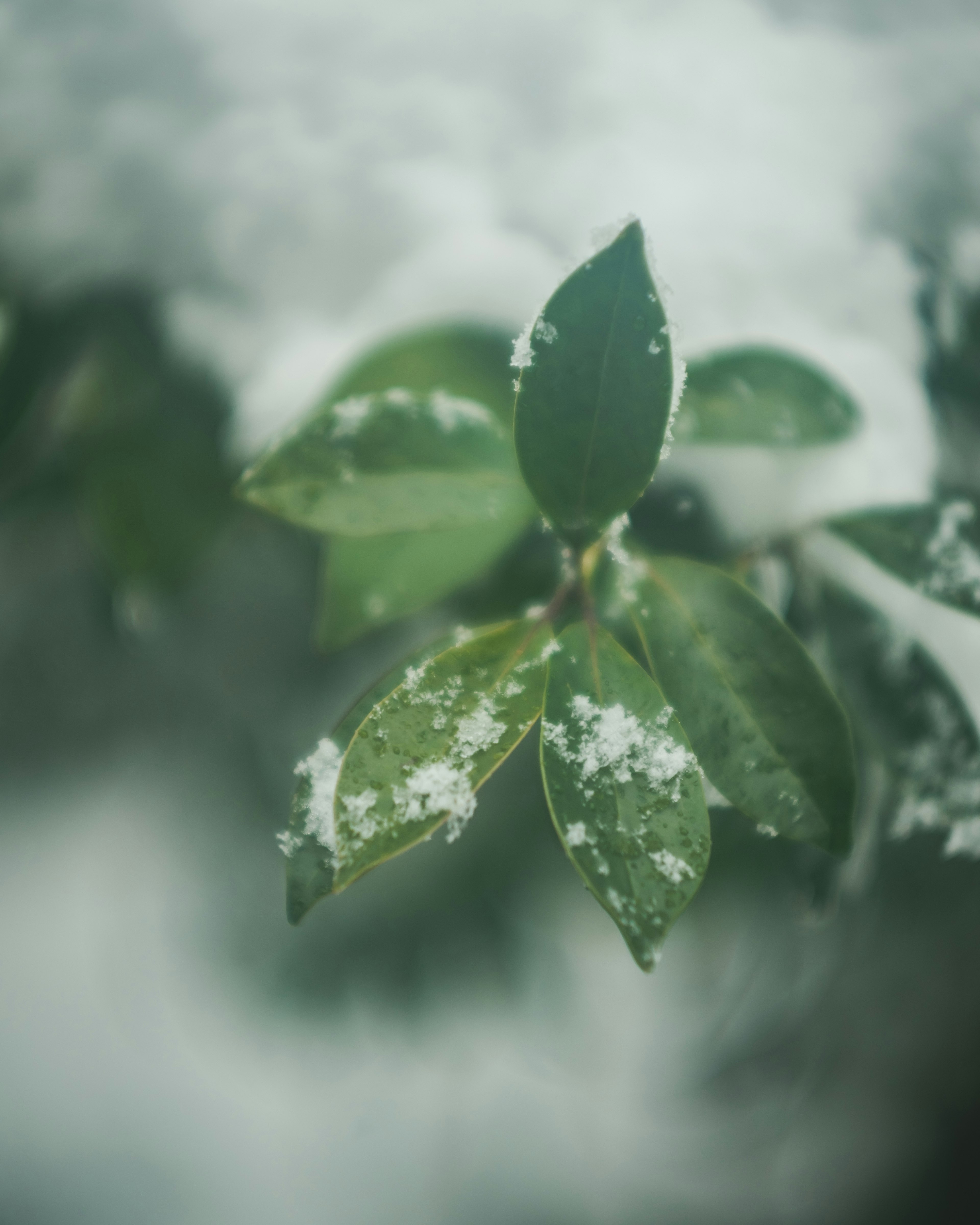 Gambar close-up daun hijau yang tertutup salju