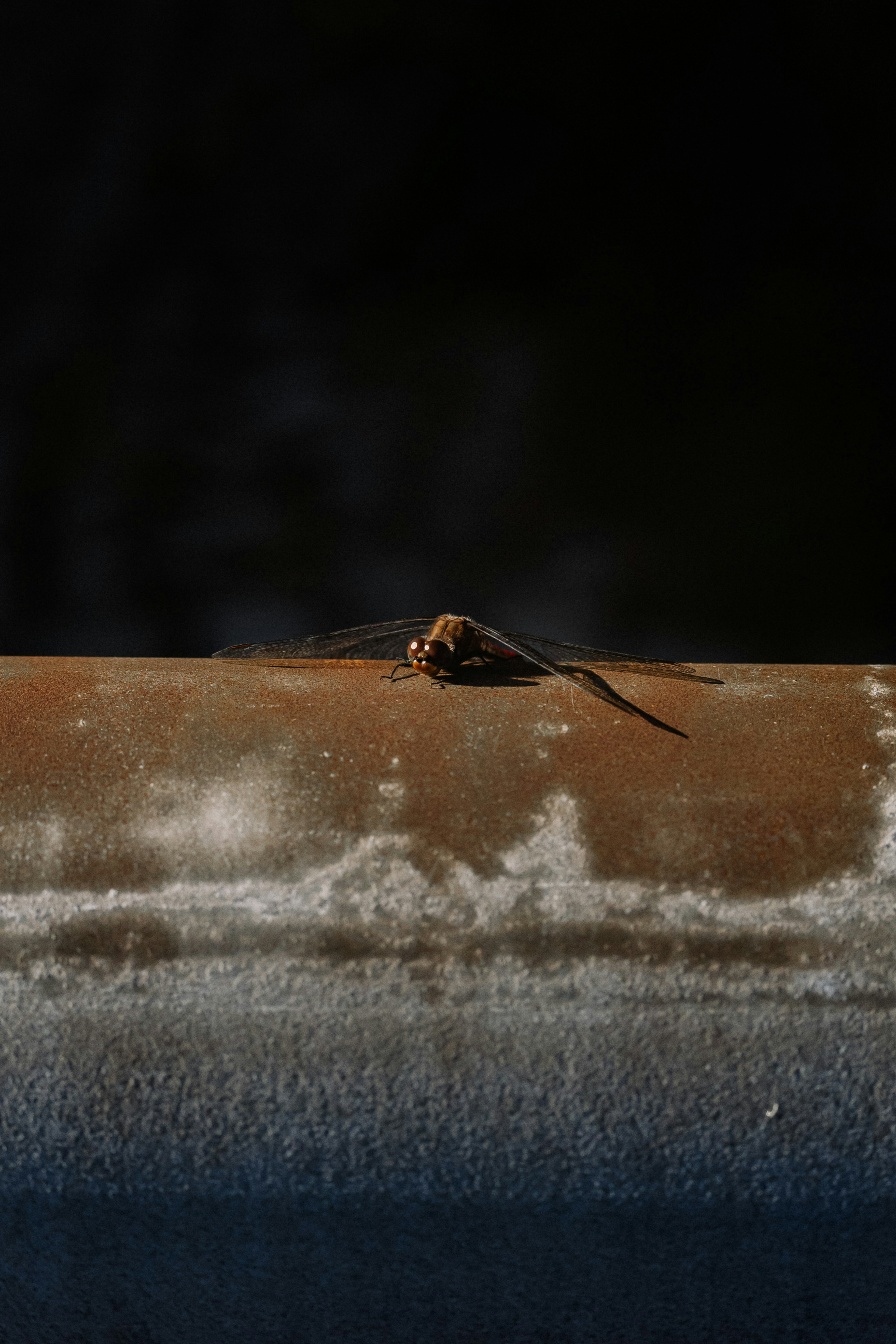 Nahaufnahme eines kleinen Insekts auf einem Metallrohr