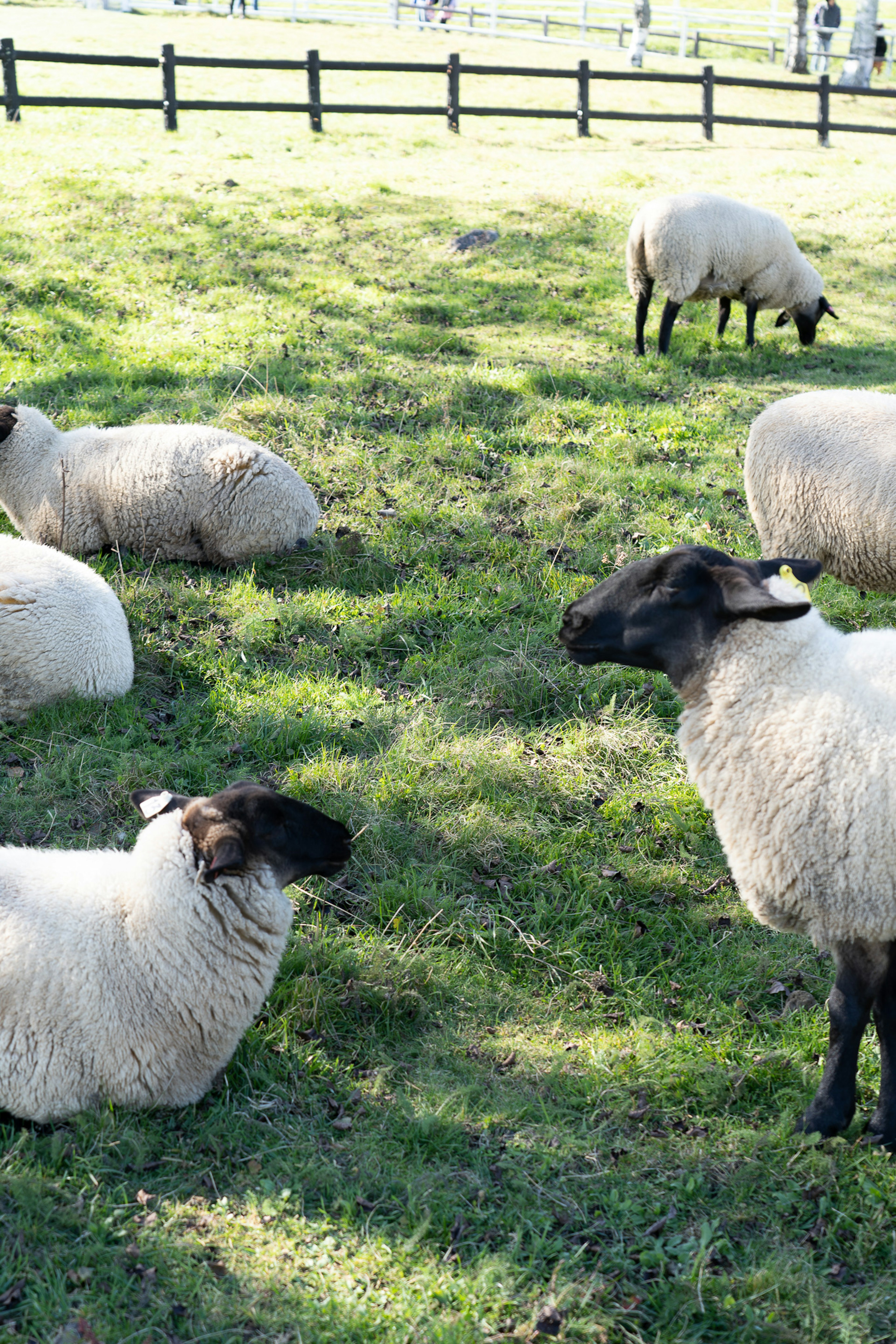 A scenic view of sheep grazing on grass featuring black-faced and white sheep