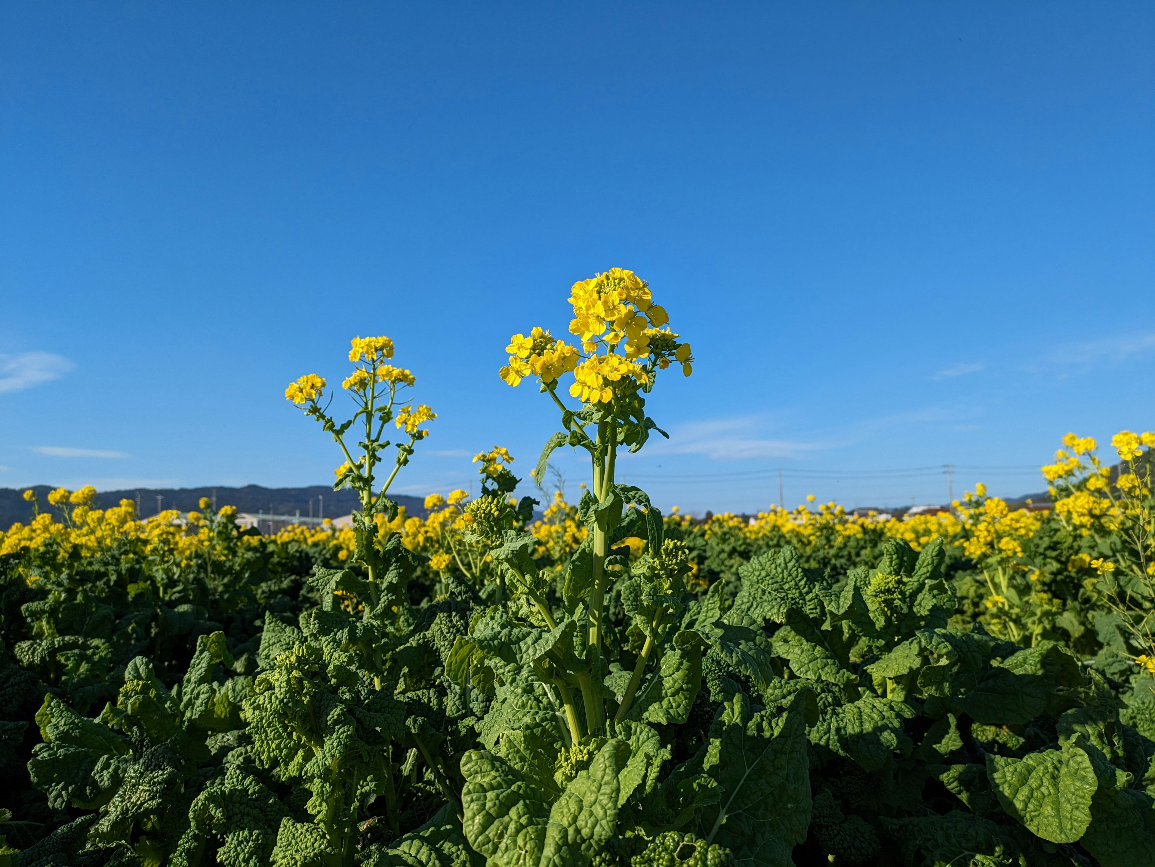 Ladang bunga canola kuning di bawah langit biru cerah