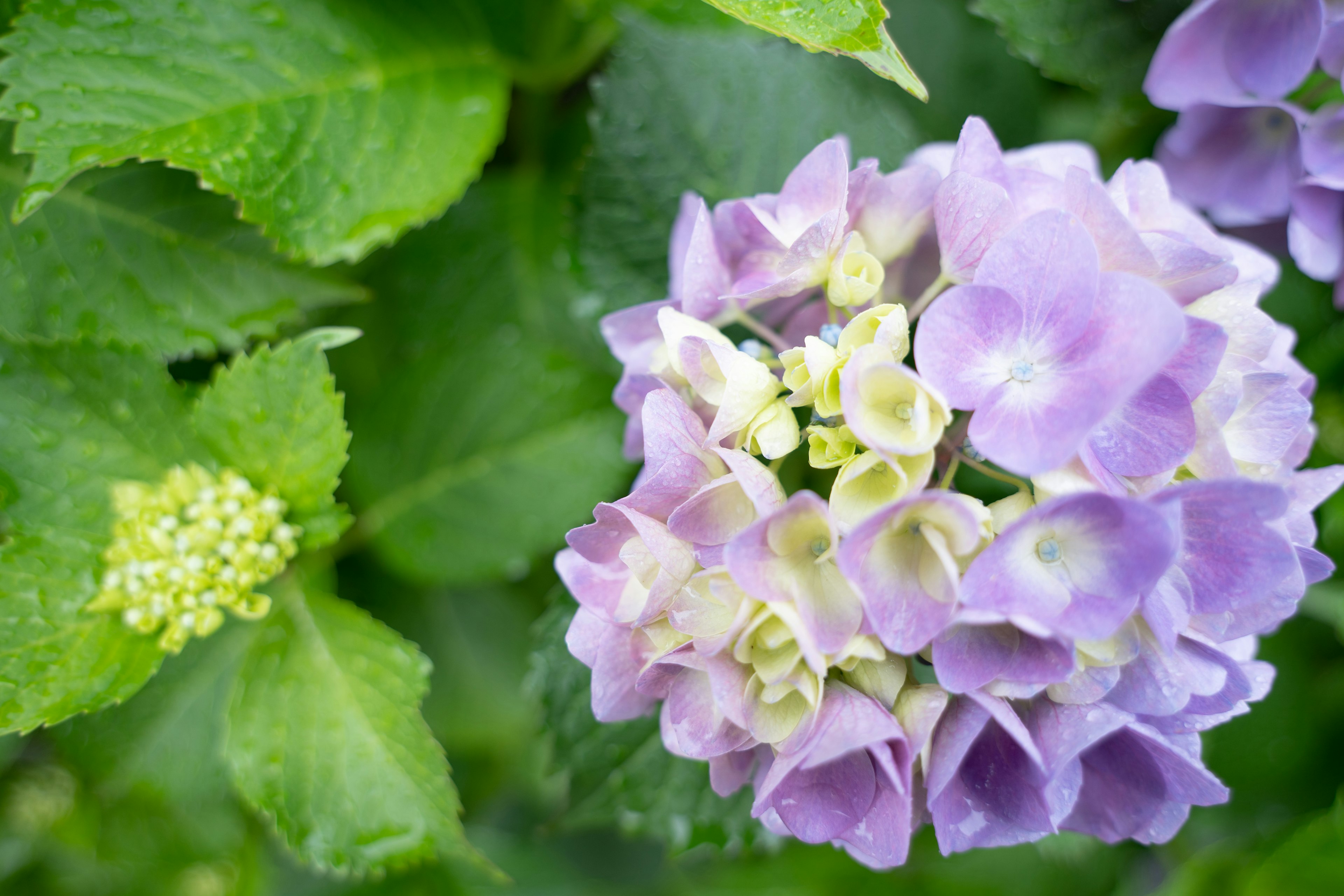 Nahaufnahme von lila Hortensienblüten mit grünen Blättern