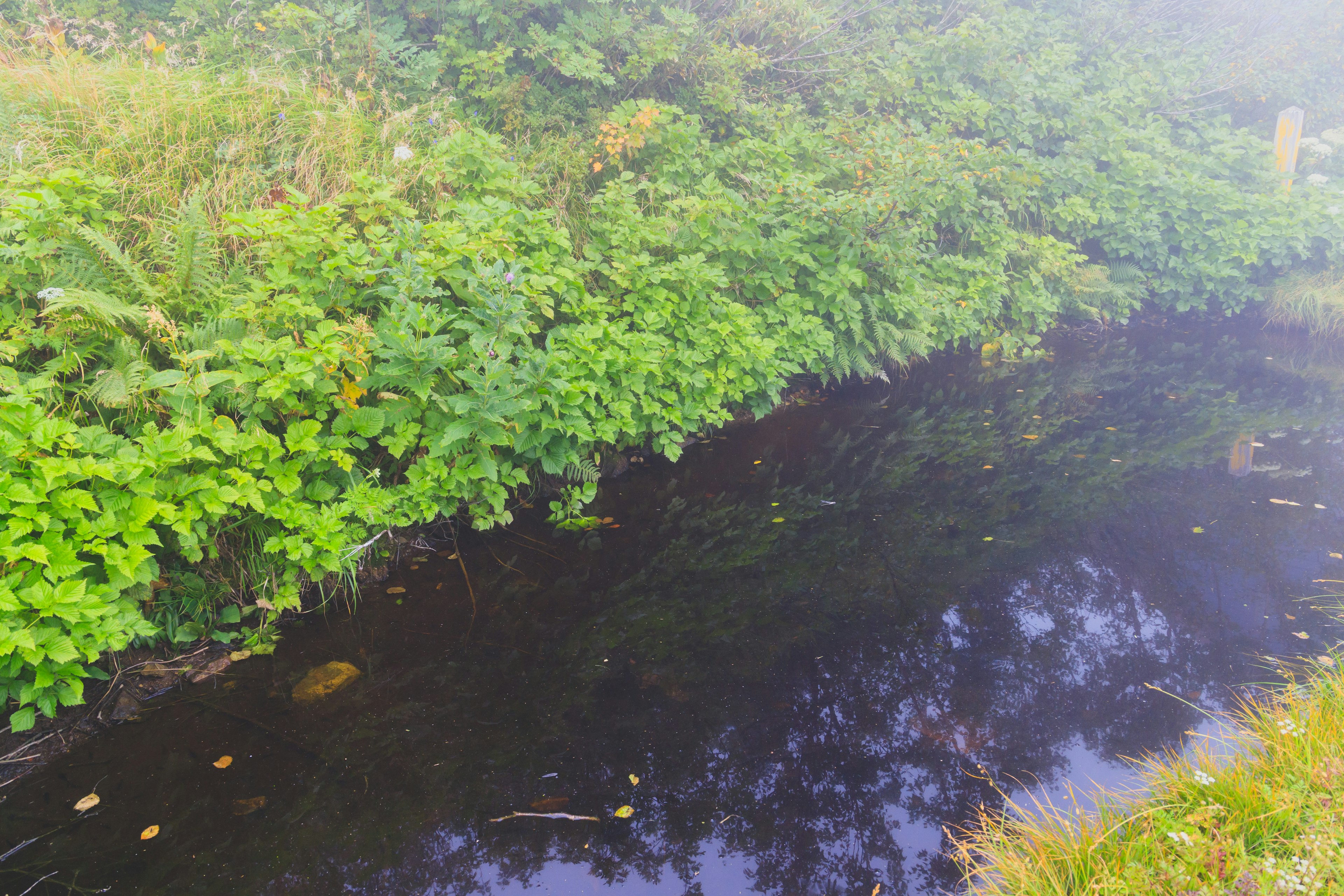 Ruhiger Bach, umgeben von üppiger Vegetation