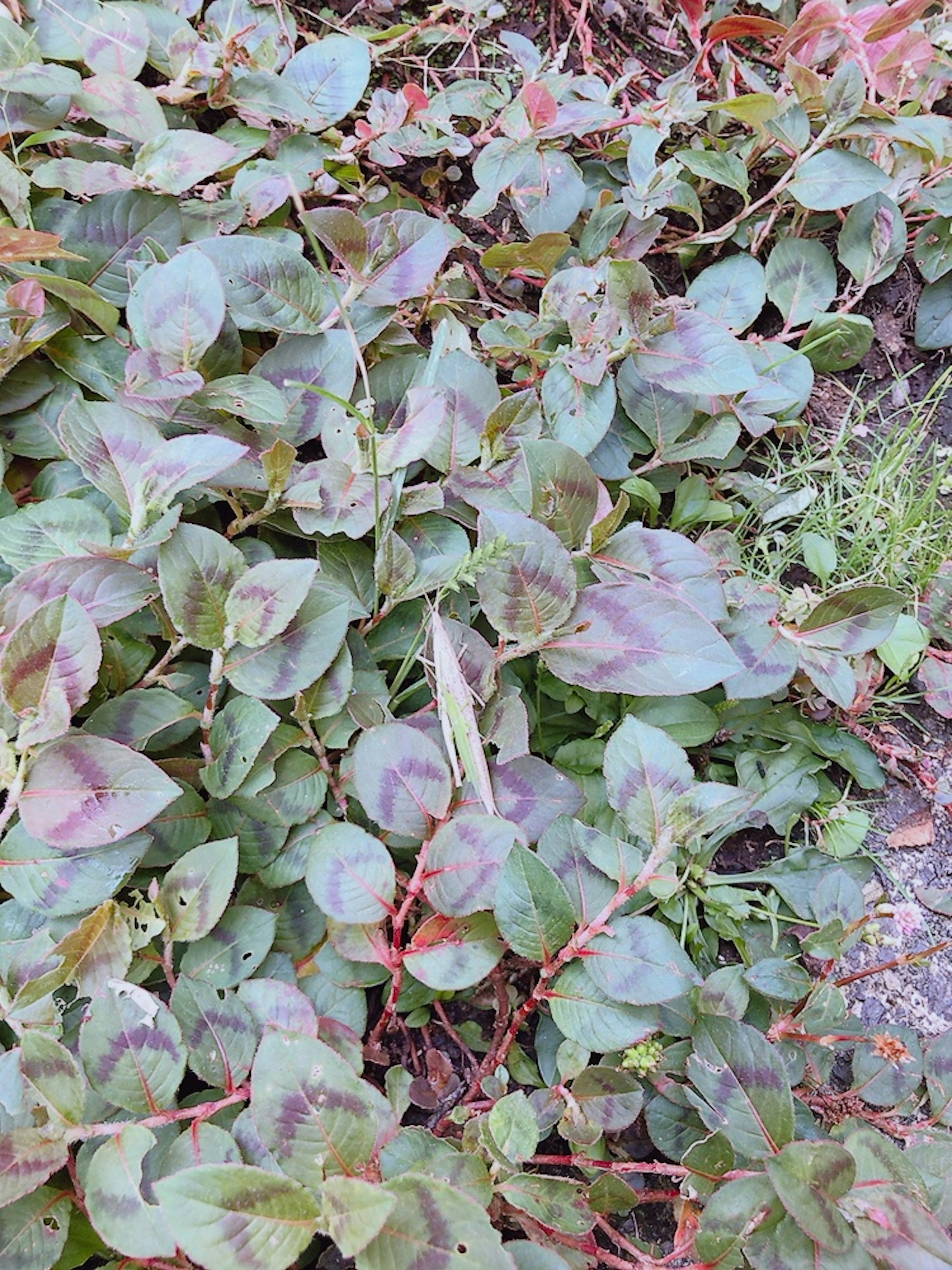 Dense foliage of green leaves with purple spots