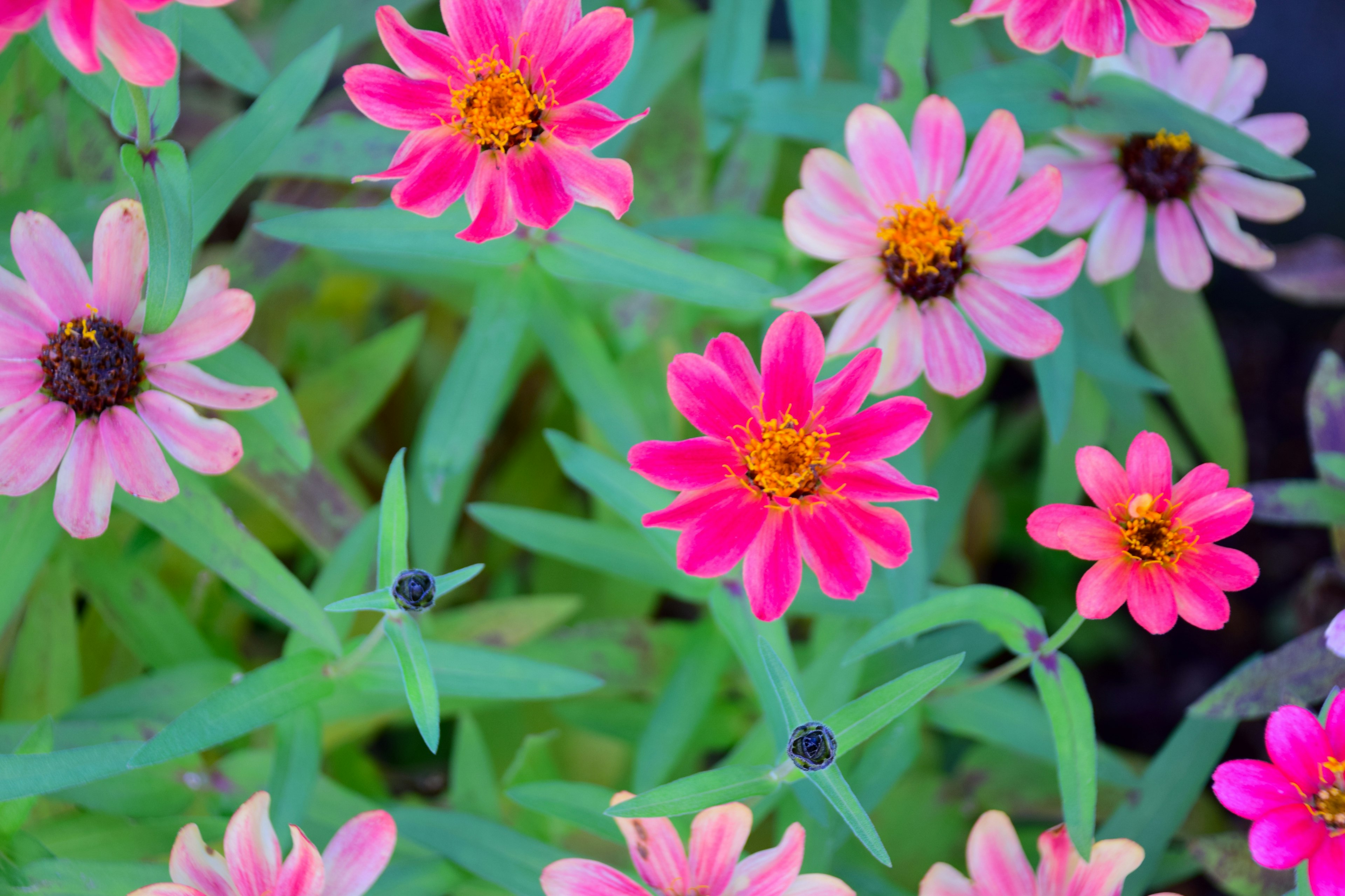 Lebendige Gartenszene mit rosa und lila Blumen