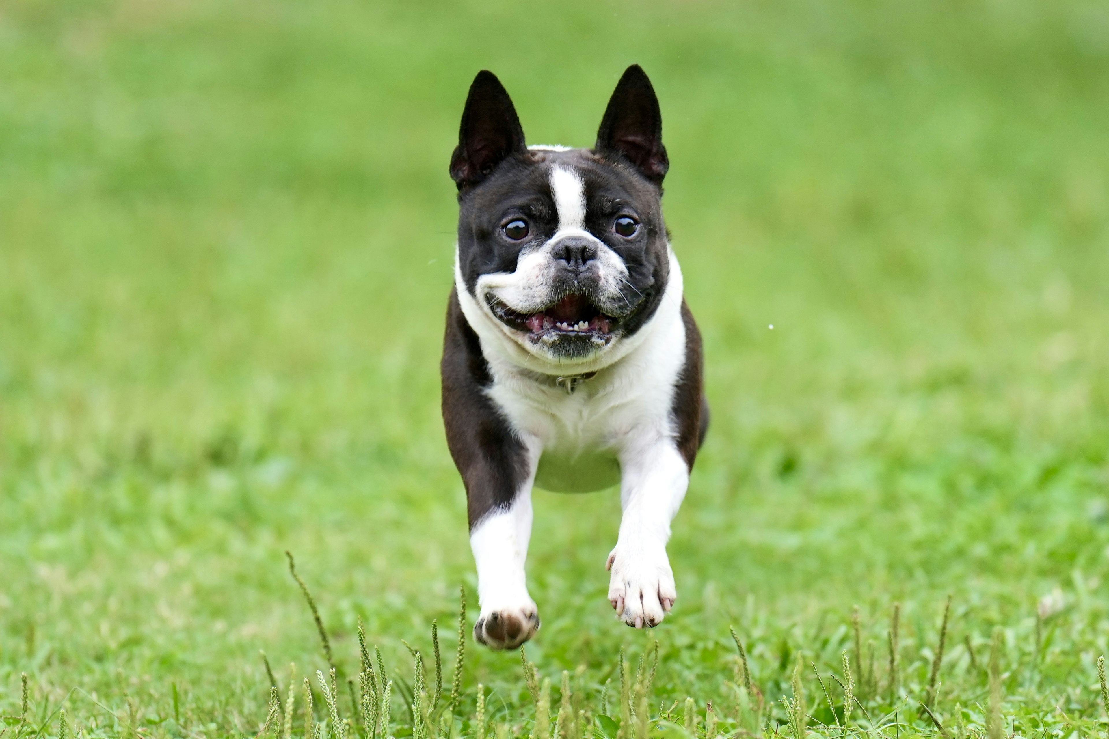 A Boston Terrier dog running joyfully on green grass