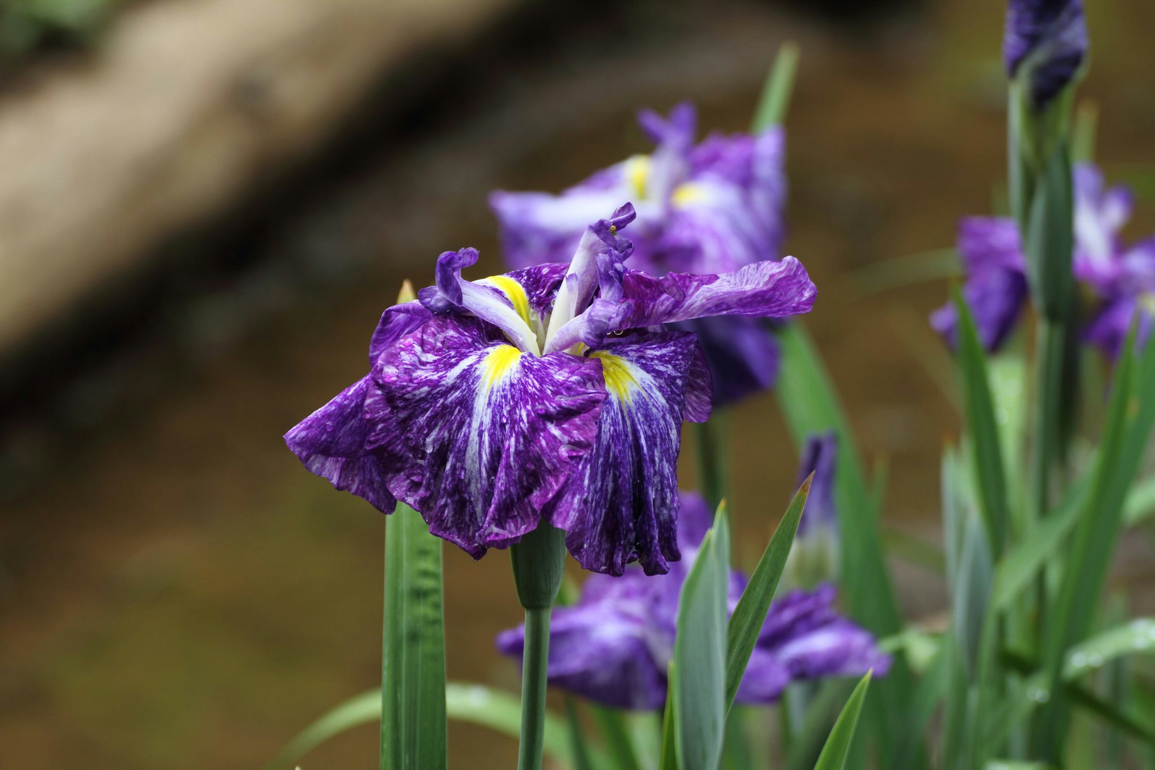 Fleurs d'iris violettes en fleurs près de l'eau