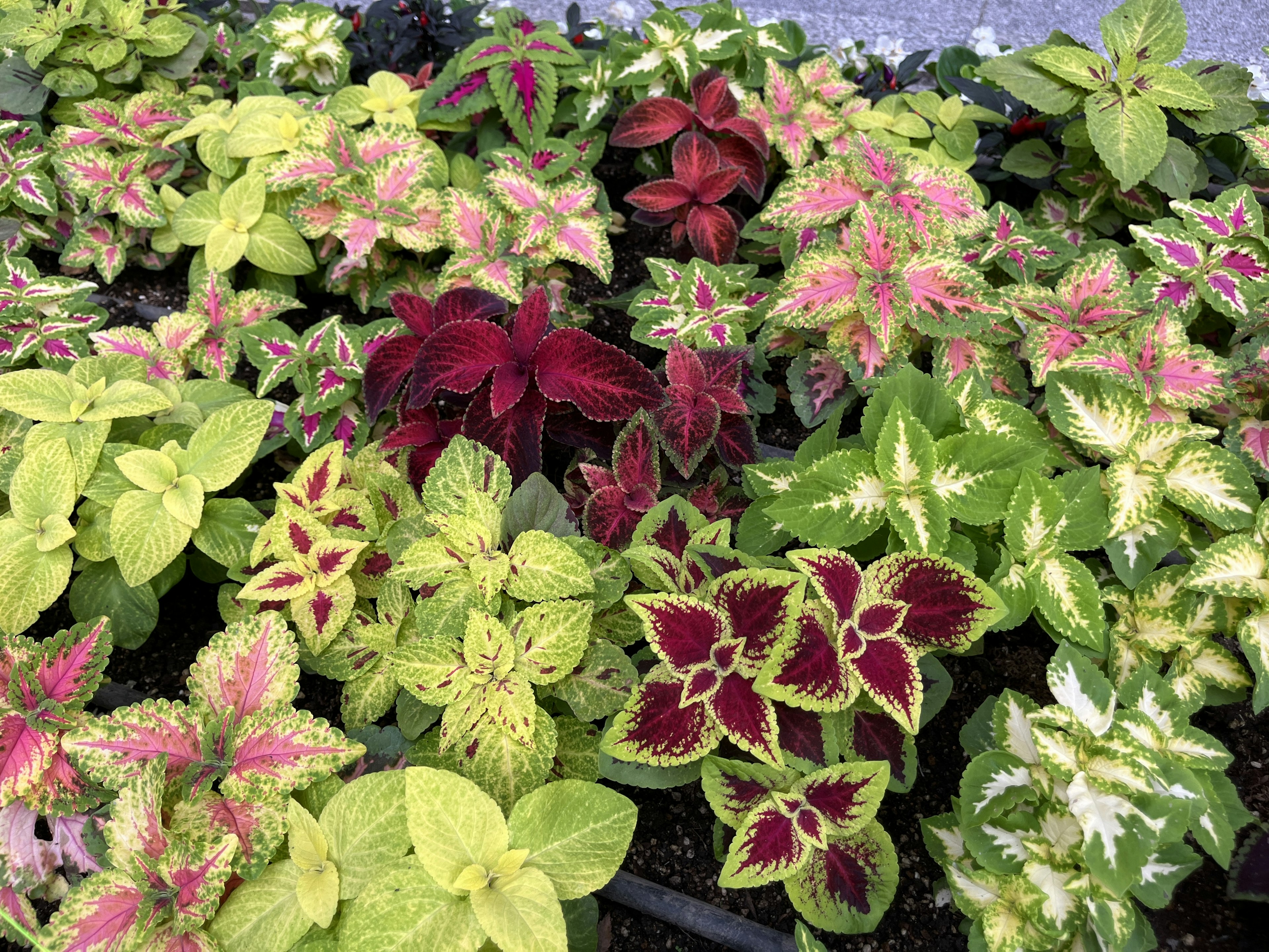 Plantas de coleus coloridas dispuestas en un jardín