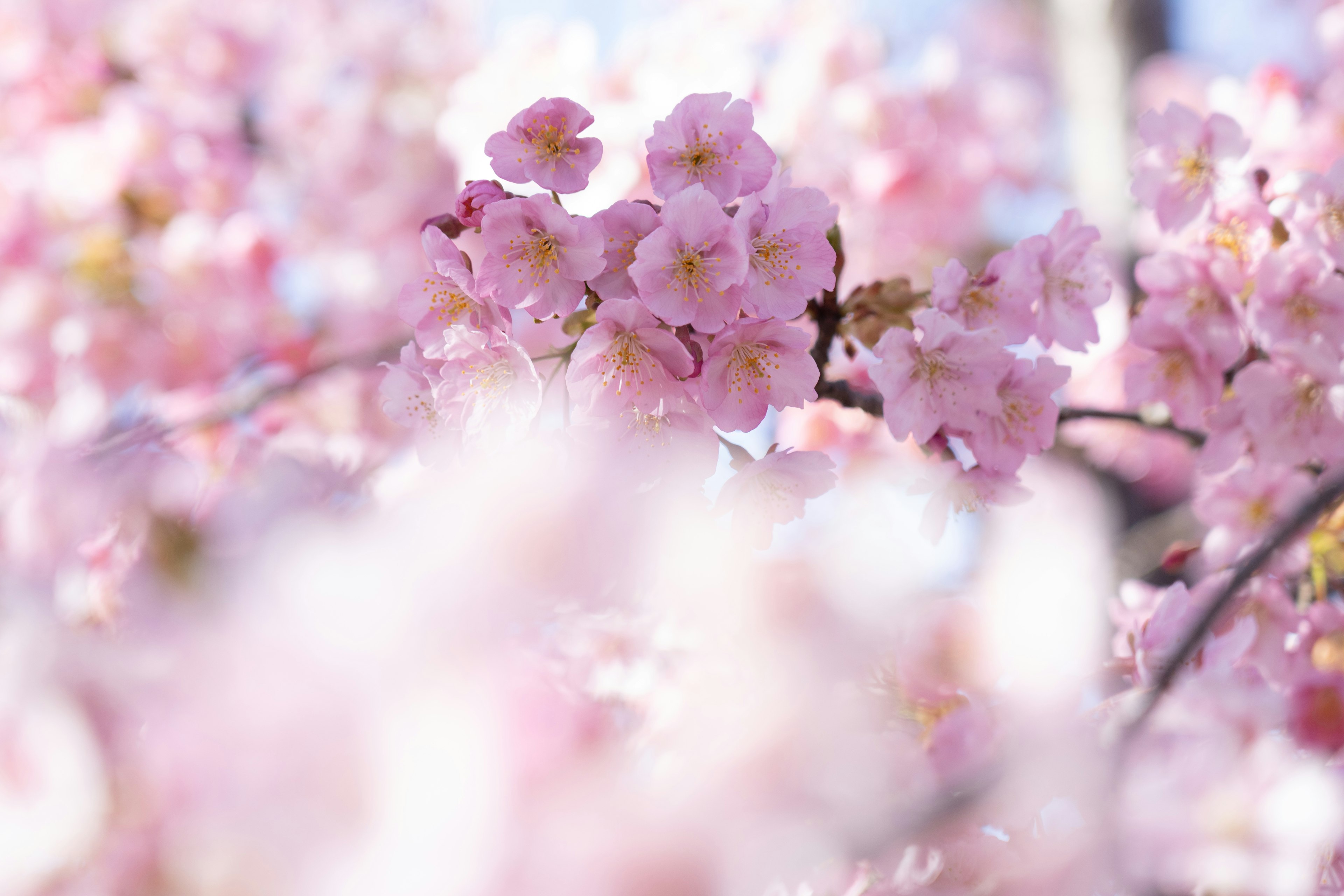 Bunga sakura merah muda yang lembut mekar