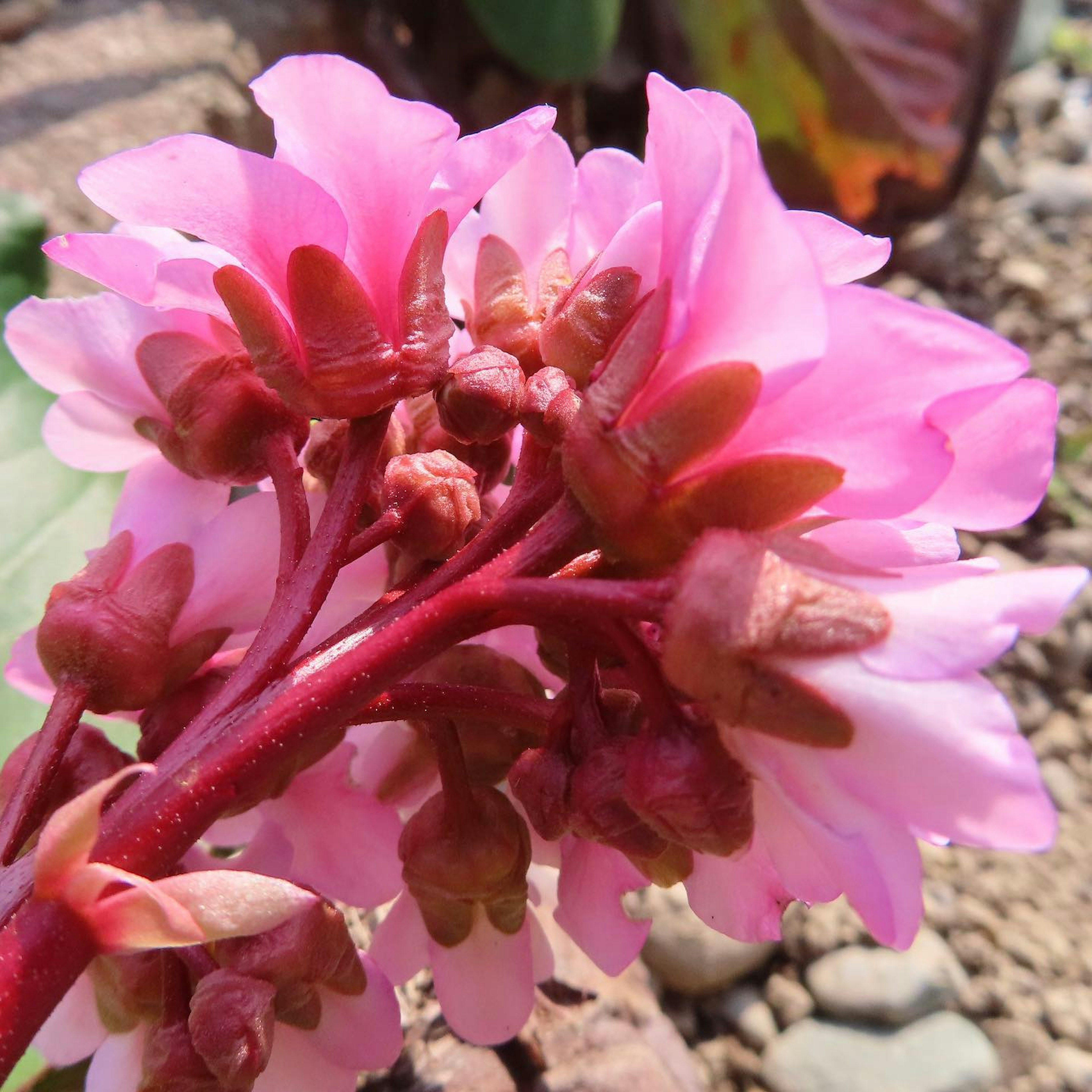 Imagen que muestra racimos de flores rosas en flor