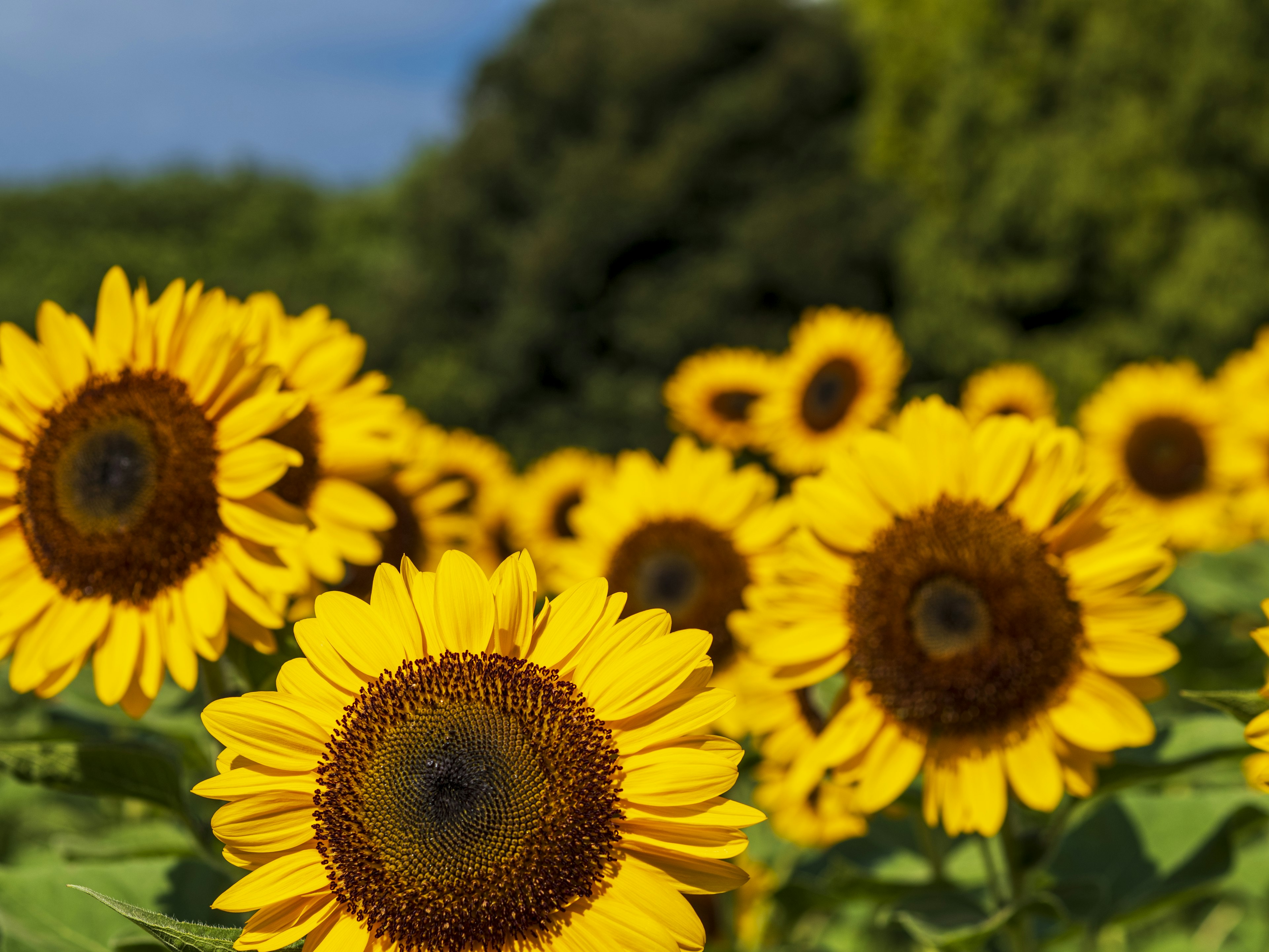 Ein lebendiges Feld mit blühenden Sonnenblumen