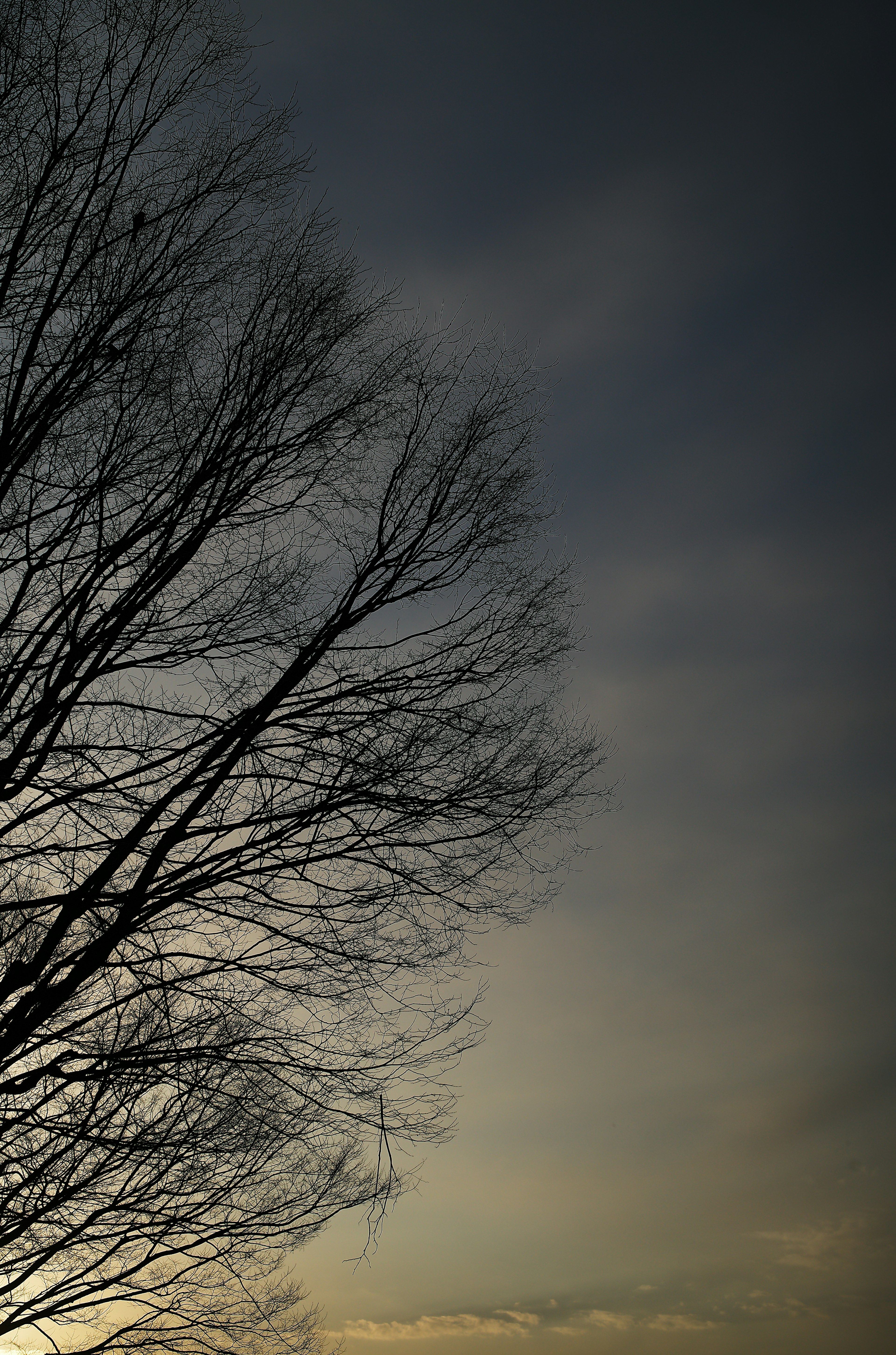 Silhouette d'un arbre nu contre un ciel crépusculaire