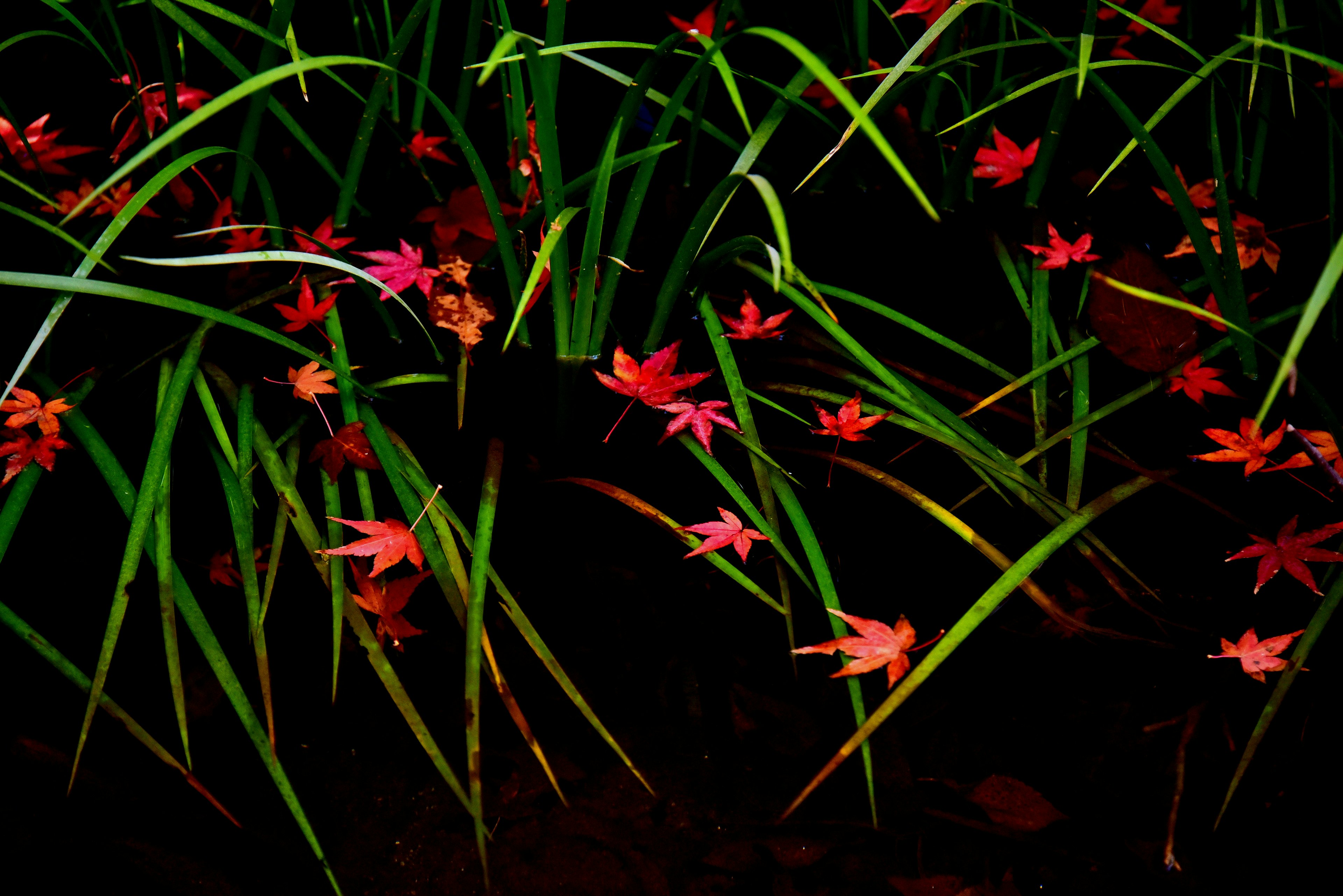 Vibrant red leaves scattered among lush green grass above a dark surface