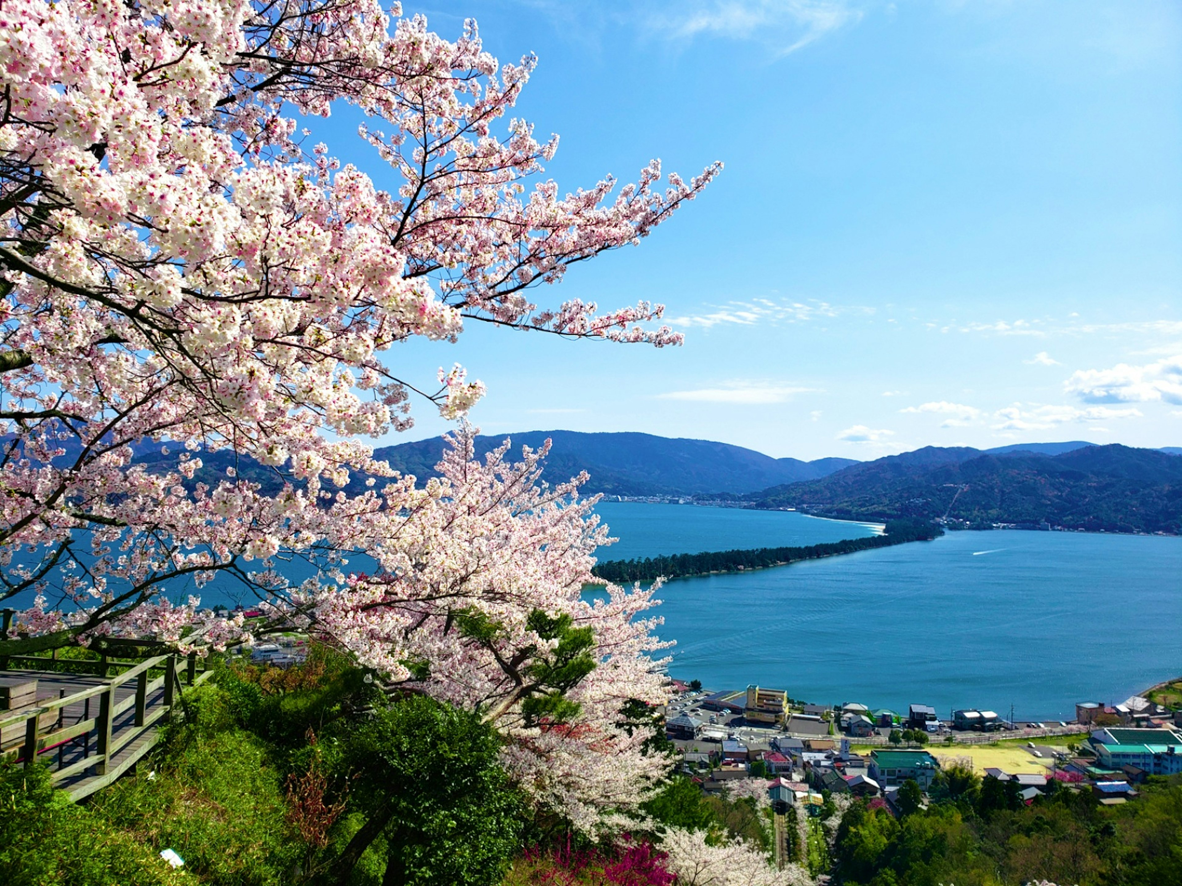 Hermosa vista de cerezos en flor con un lago azul