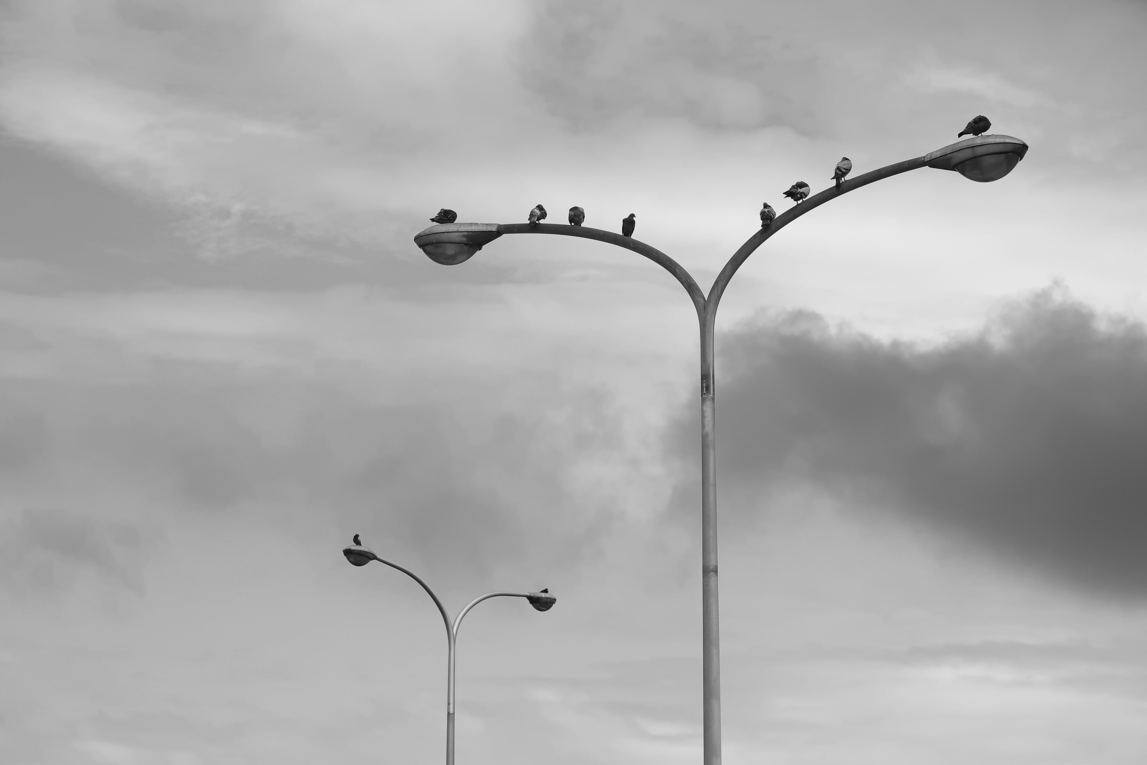 Black and white streetlights with birds perched on top