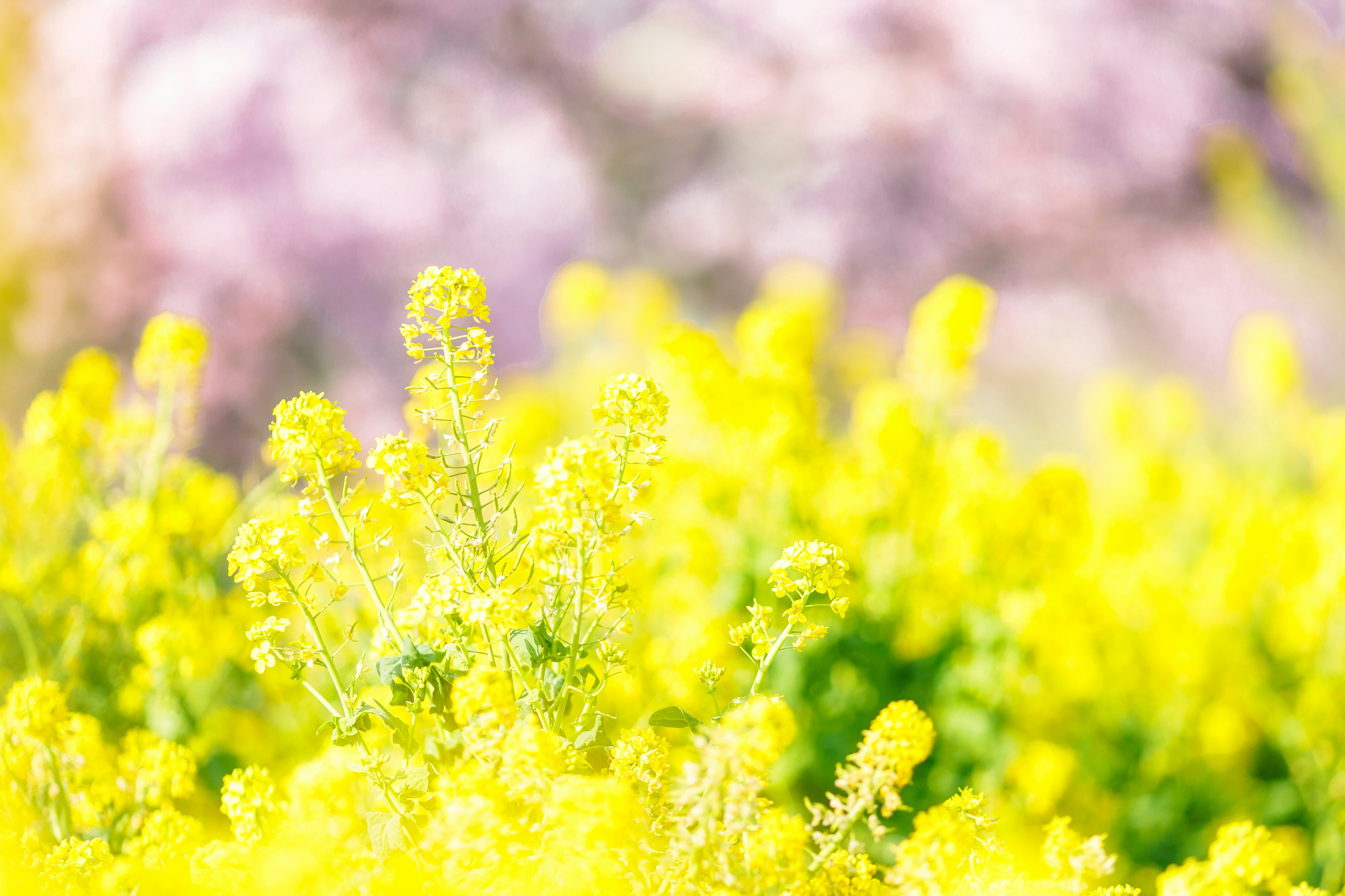 Lebendige gelbe Blumen auf einem Feld mit sanften Pastellblüten im Hintergrund