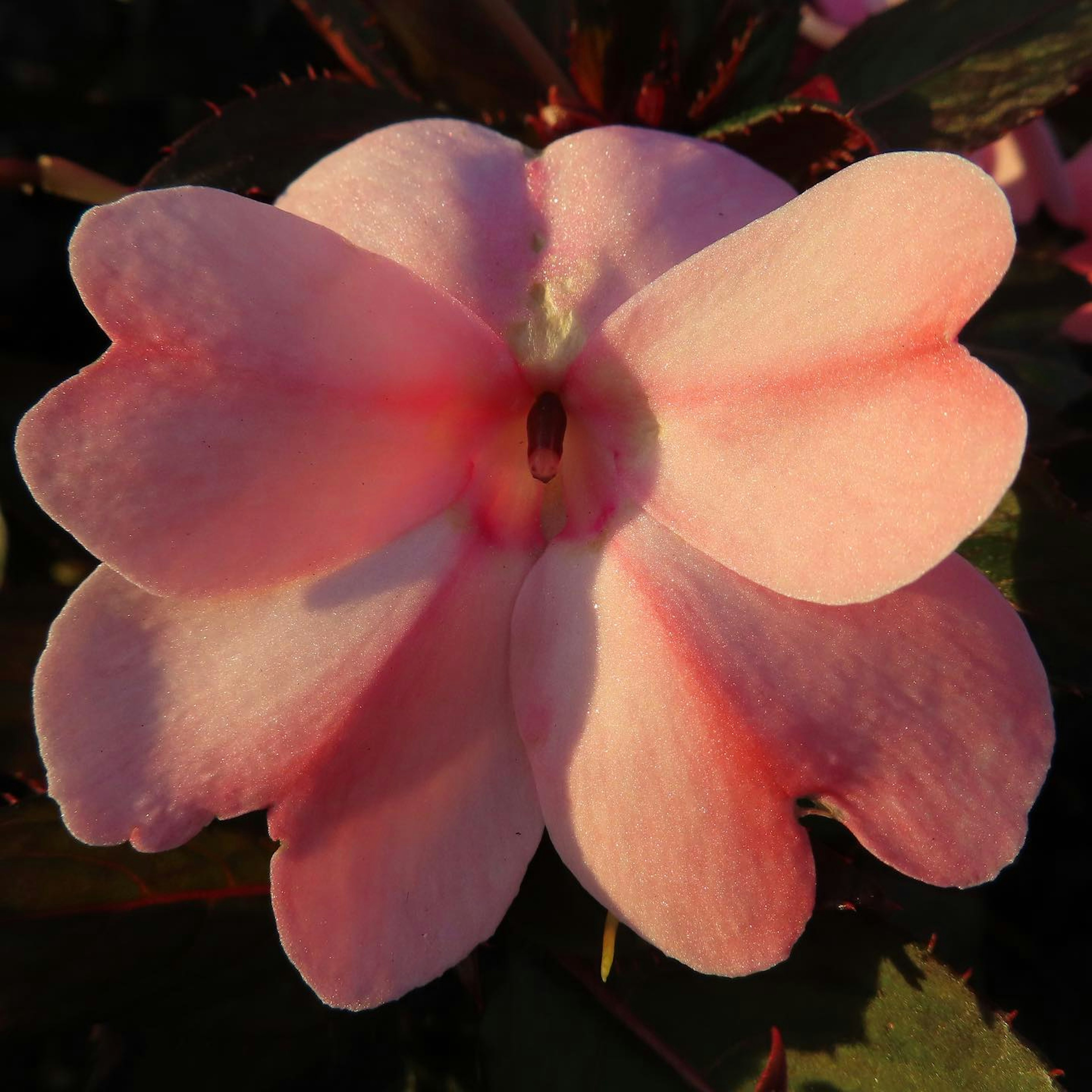 Close-up bunga pink dengan kelopak berbentuk hati