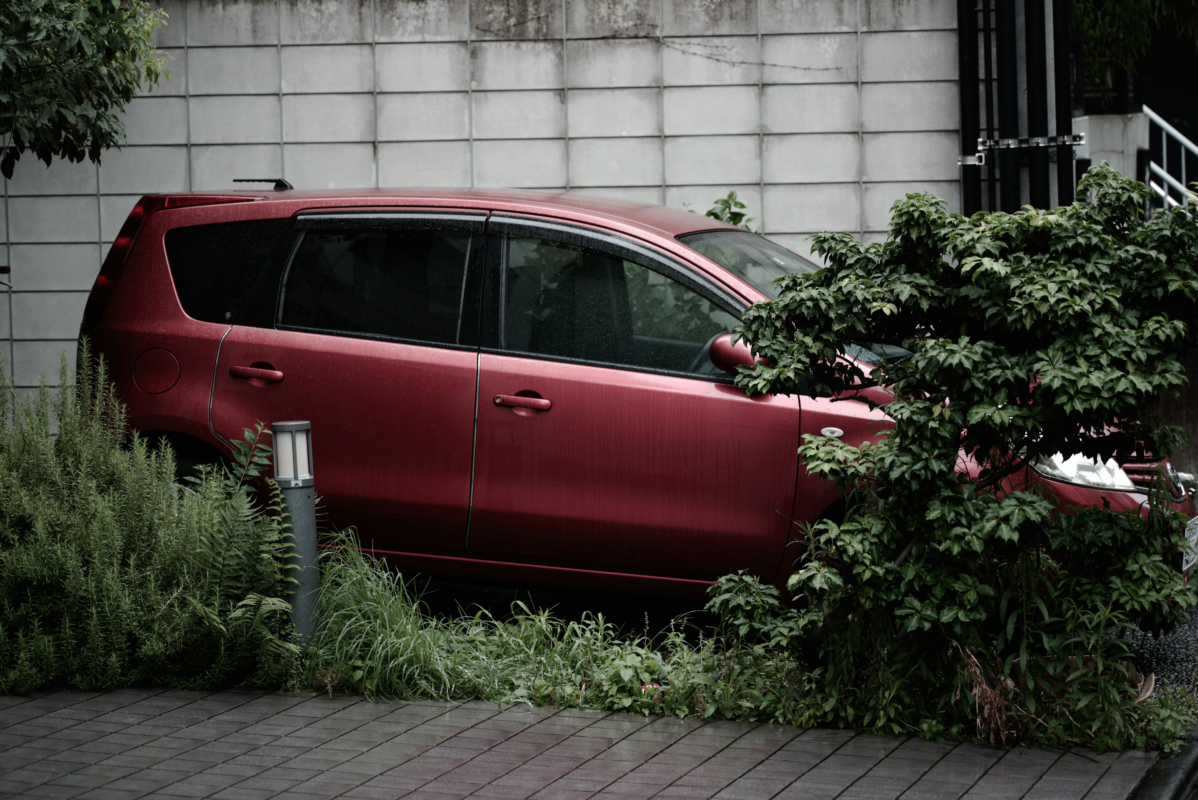 Un coche rojo parcialmente oculto por plantas verdes