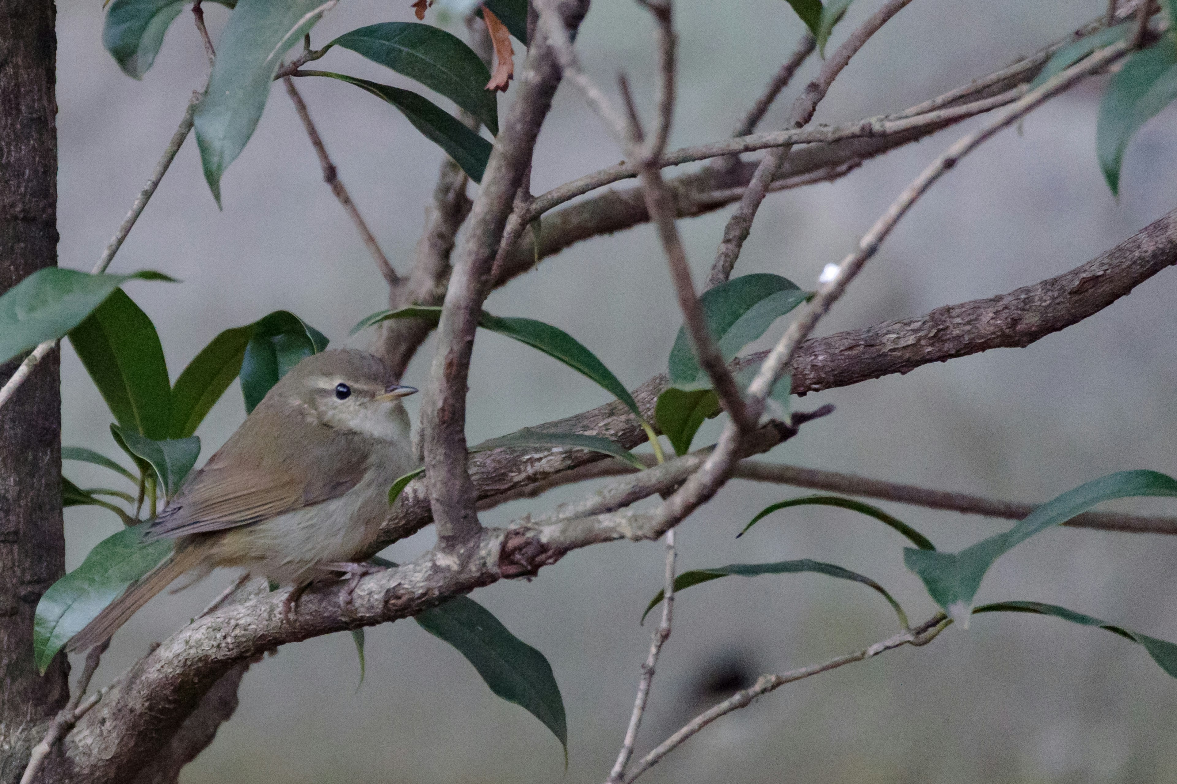 A small bird perched on a branch among green leaves