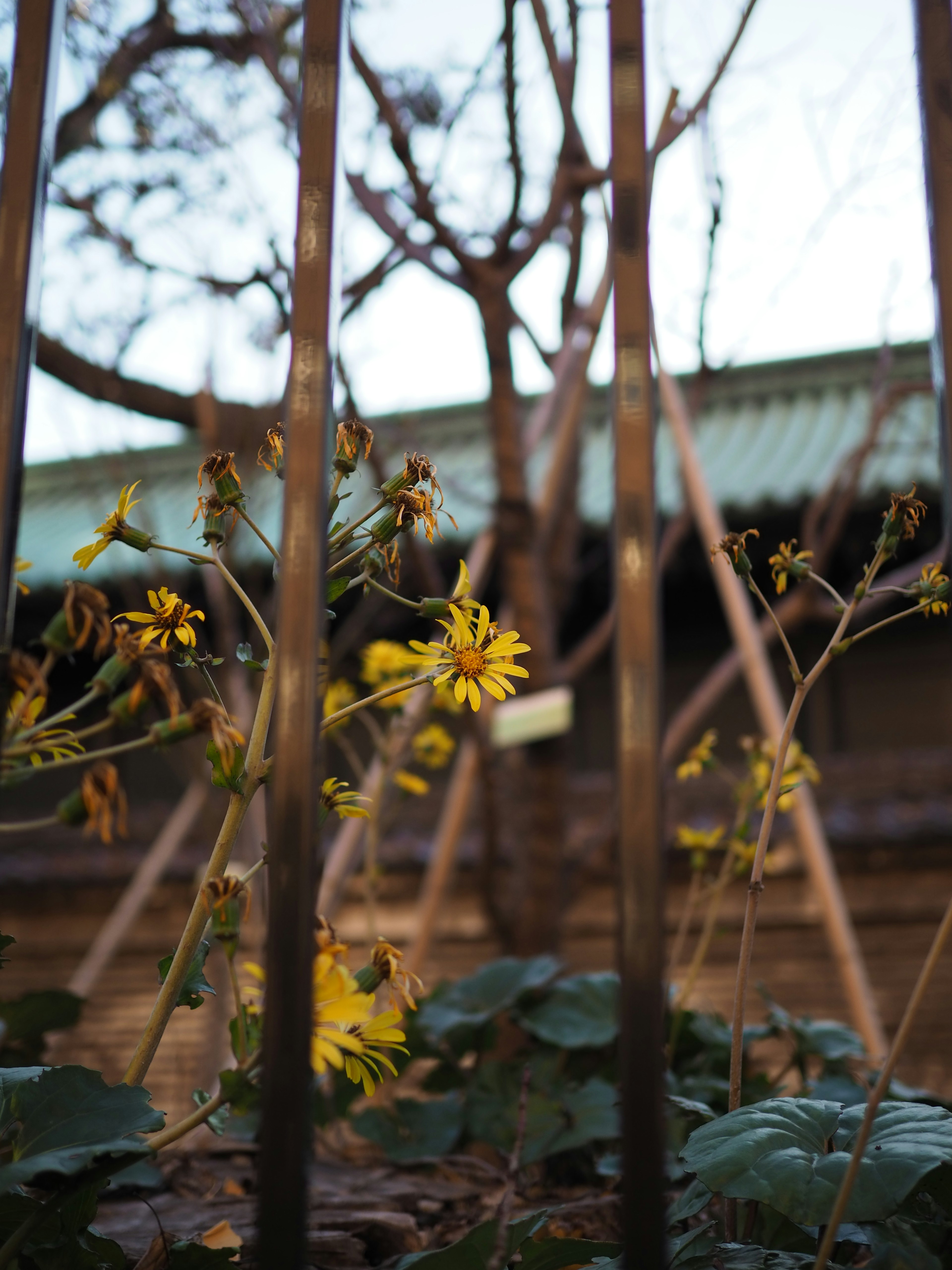 Yellow flowers visible through metal bars in a garden scene