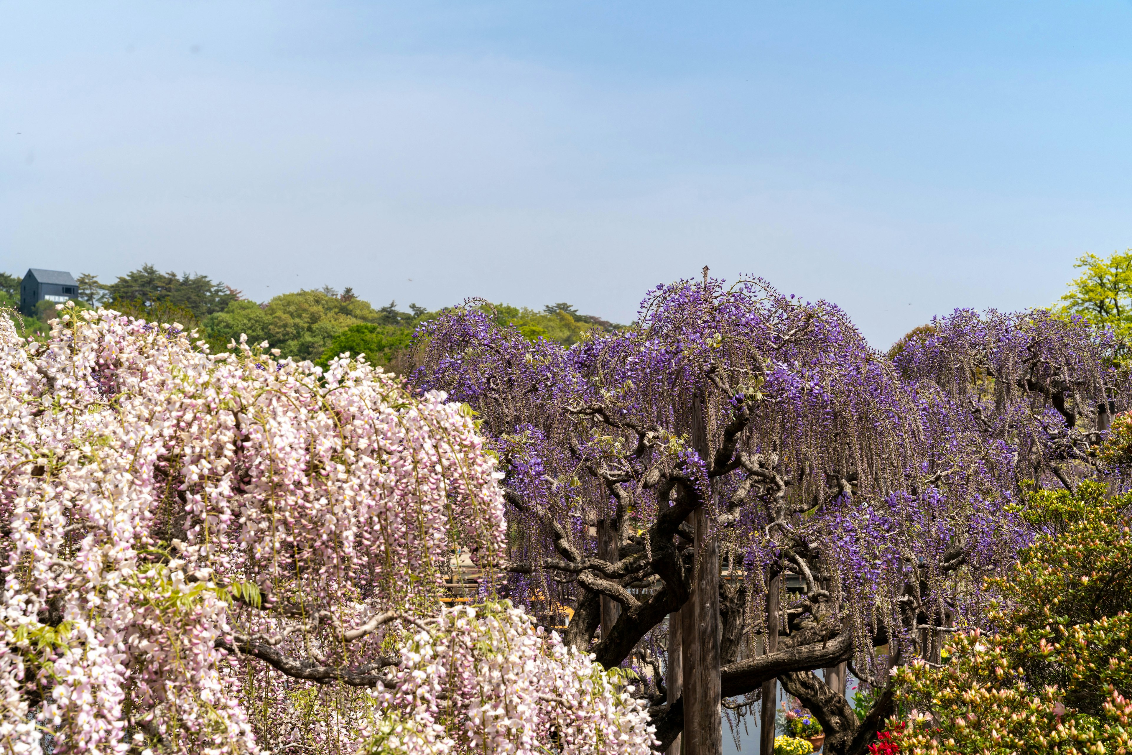 Scenic view of purple and white wisteria flowers in bloom