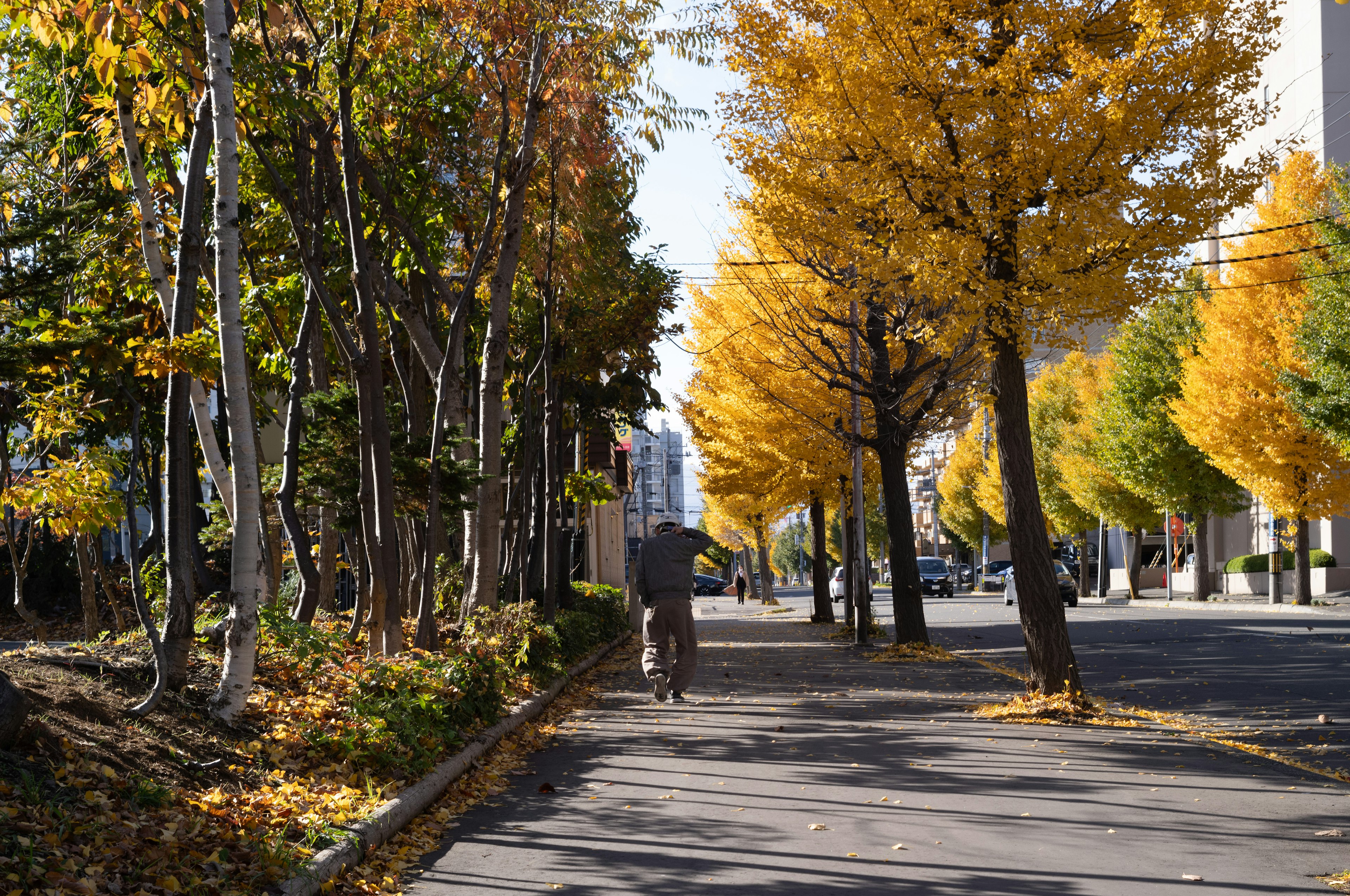 秋の風景の中を歩く人と黄色い木々