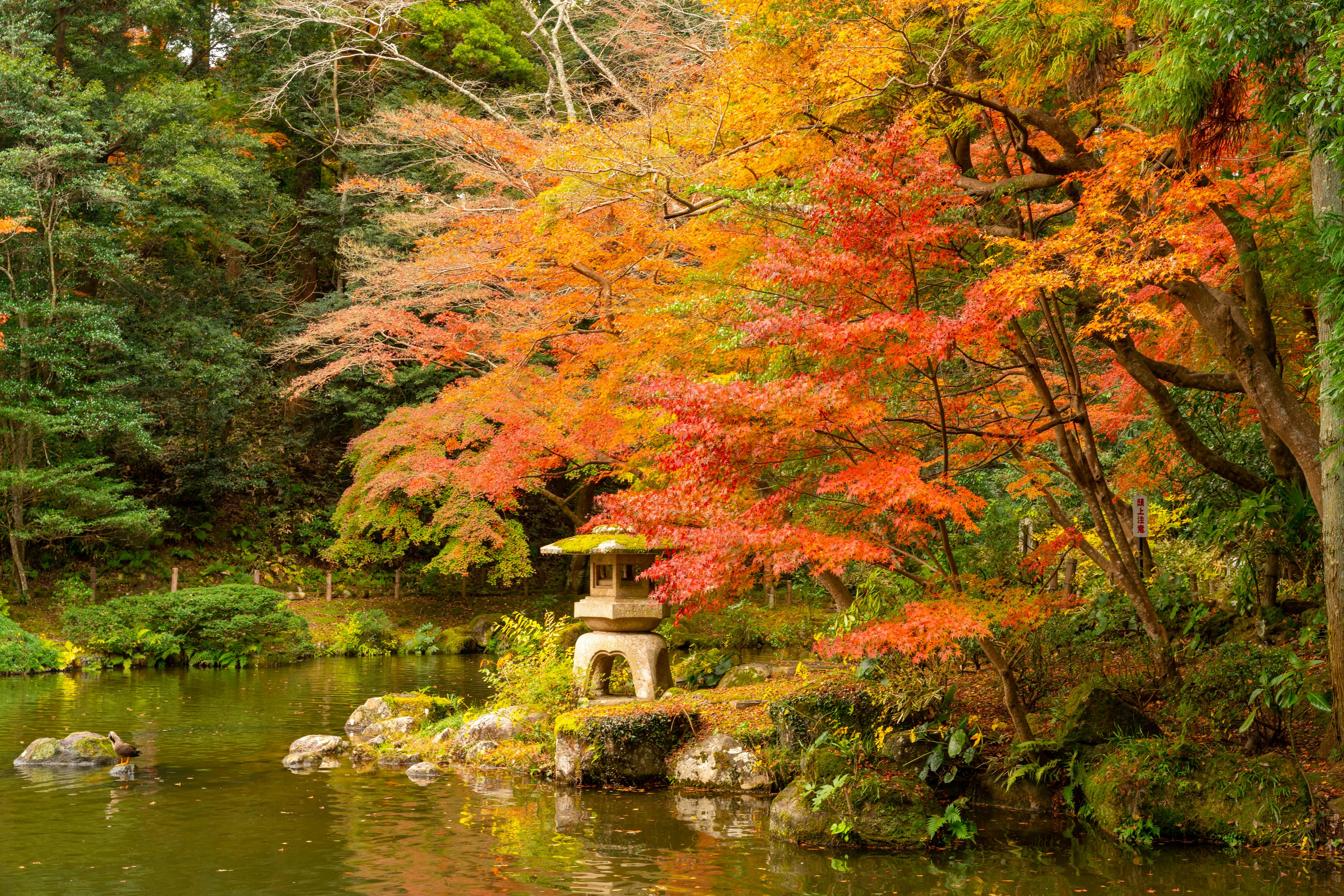 紅葉した木々と石灯籠がある静かな池の風景